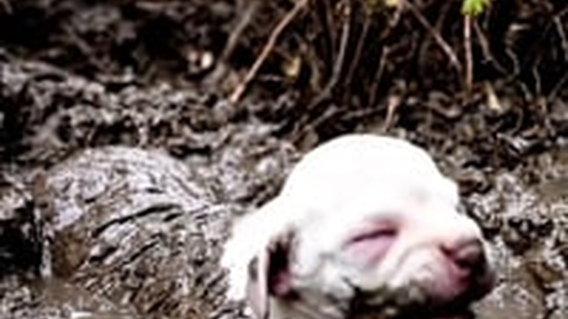N2005021_Every Life Deserves Love Warmth #animals #wholesome #animalrescue