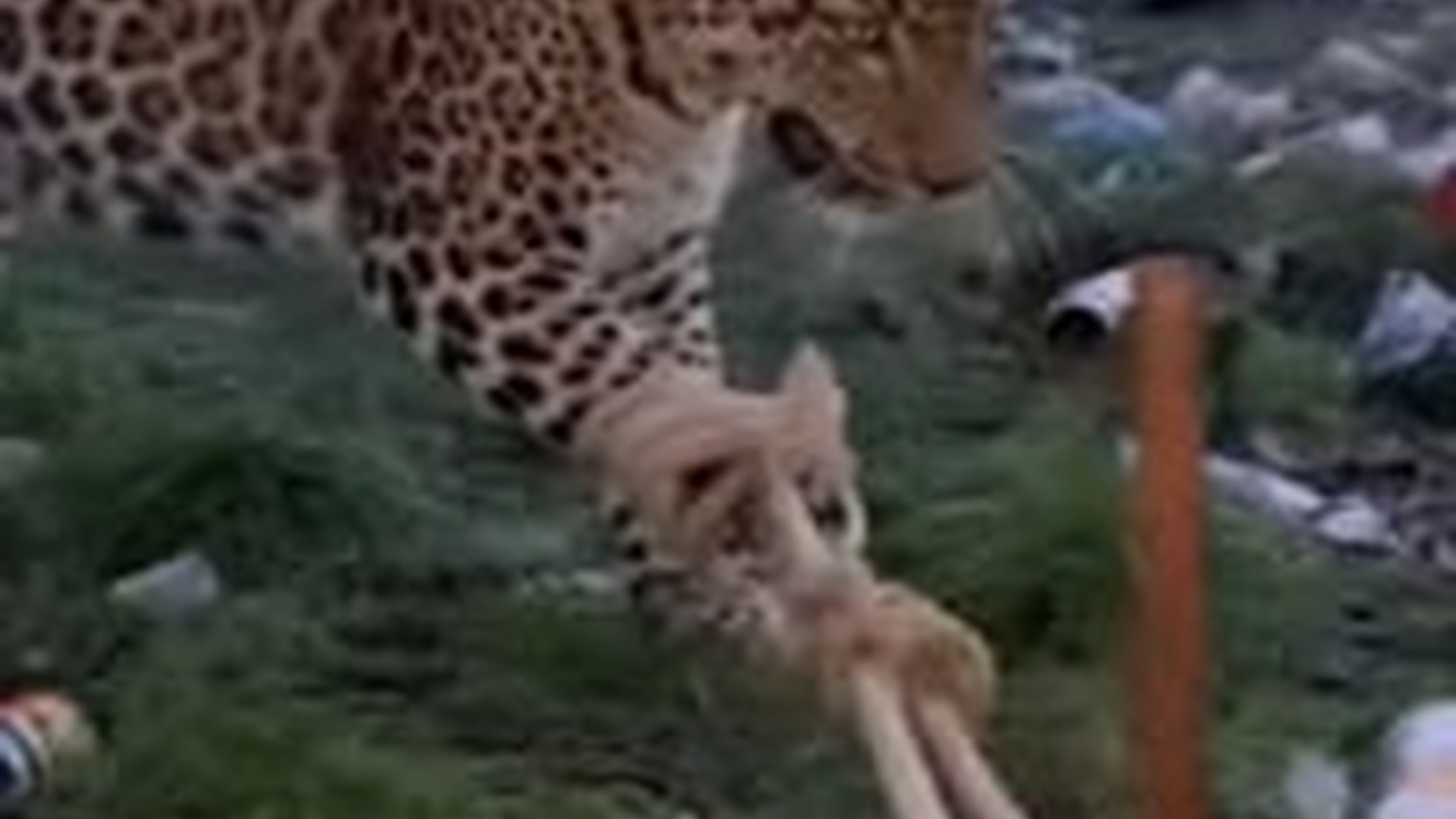 N2005022_He Roar To Be Rescued #leopard #rescue #animals #wholesome