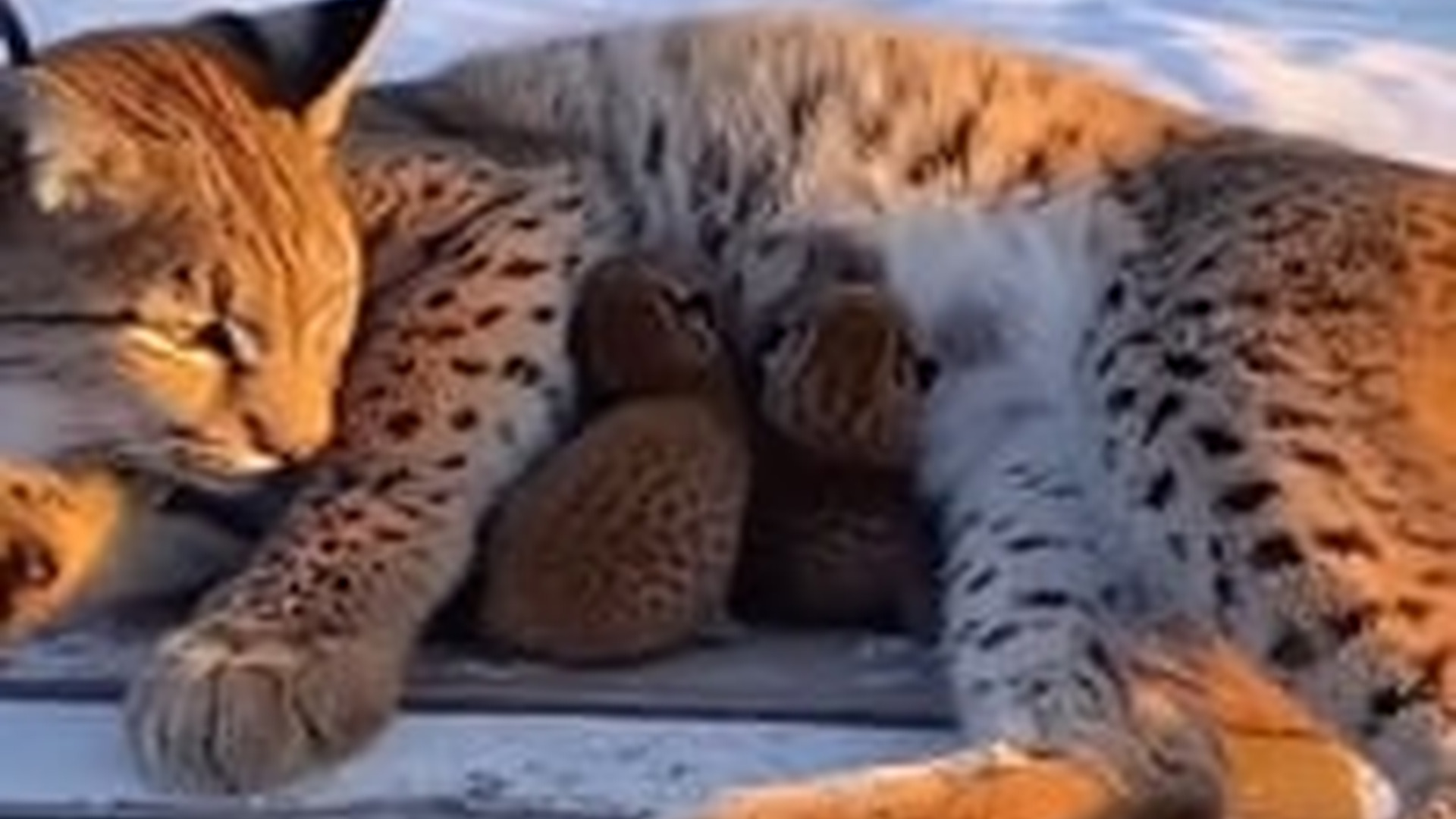 N2005023_Hero Snow Leopard Saves Lynx Cat Mother Cougar #snowleopard #res