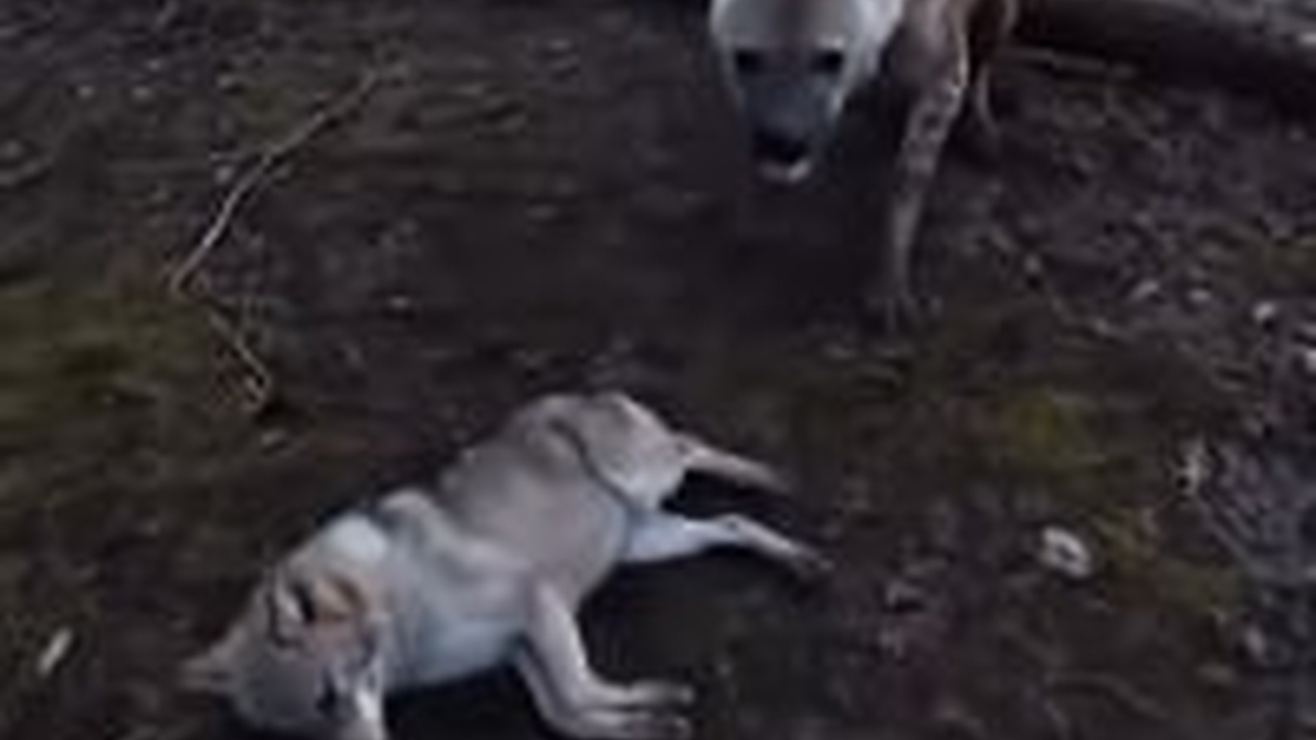 N2005025_How My Dog Raised a Wild Wolf #wolf #rescue #animal #wholesome