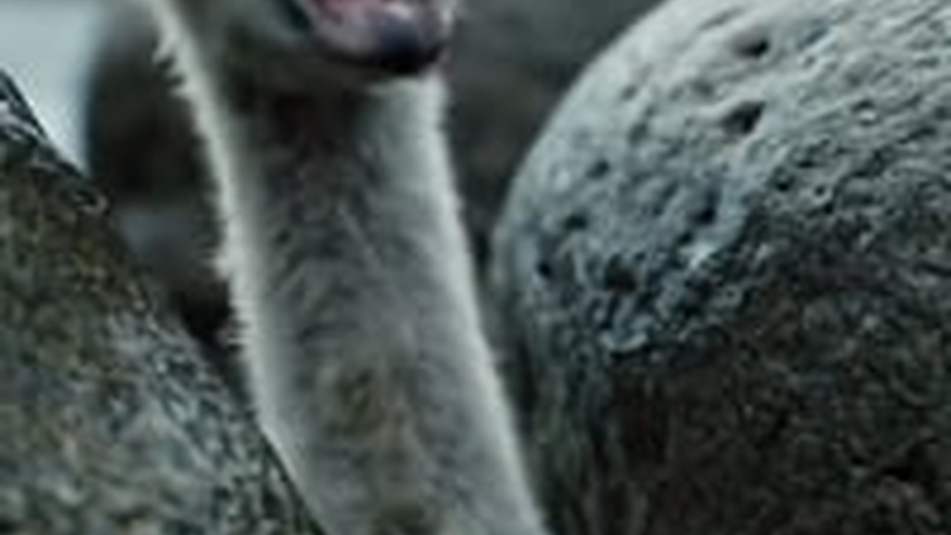 N2005027_I am only hope of cute baby swan #animals #wholesome #animal