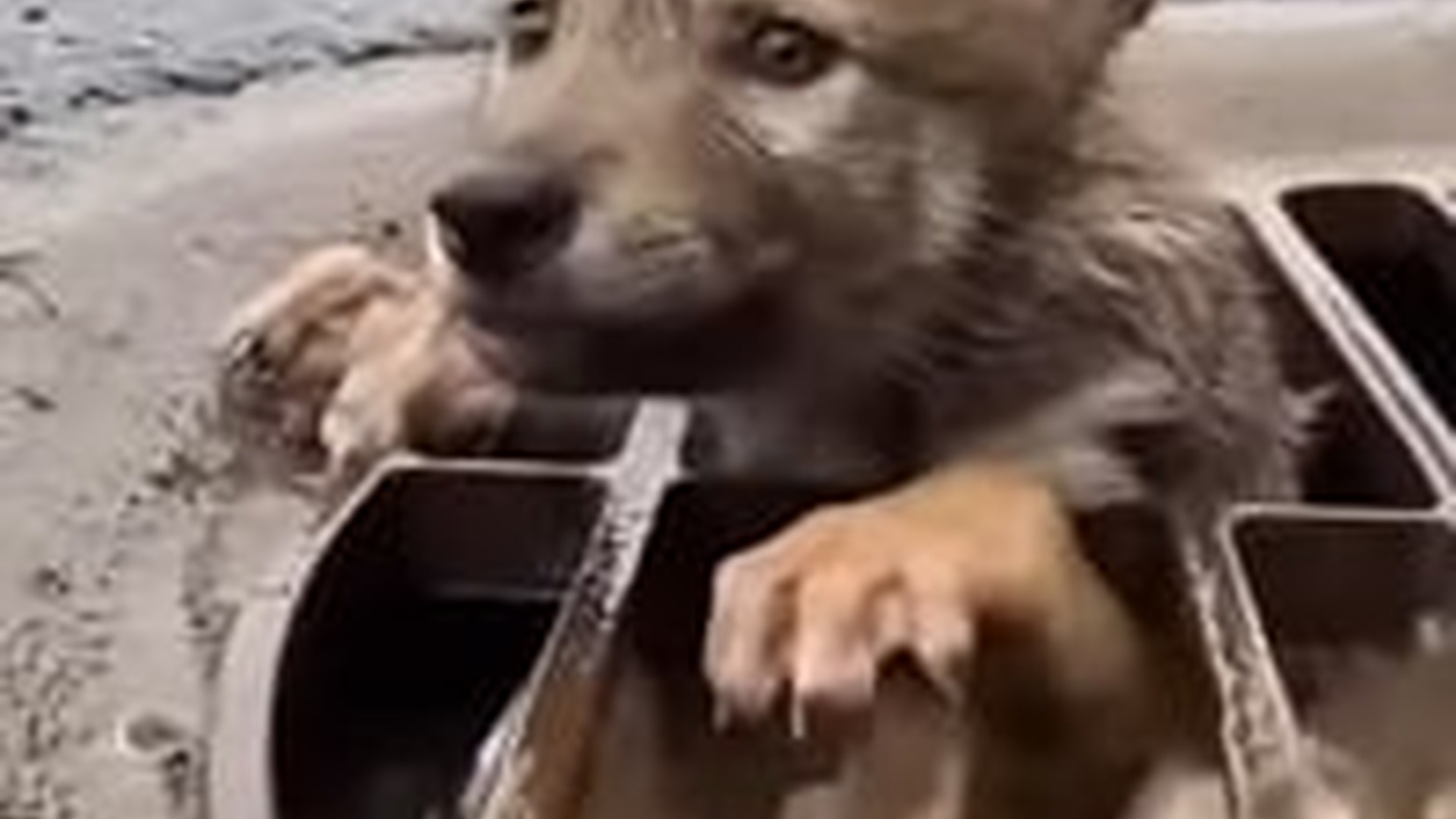 N2005028_I Dug A Wolf Drainage Hole During Heavy Rain #rescue #animals #w