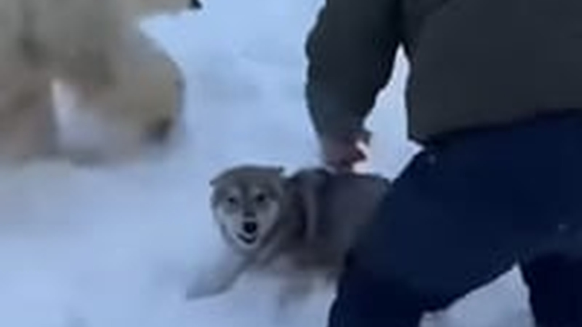 N2005030_I Fought off 3 Bears to Save a Baby Wolf #wolf #rescue #animals