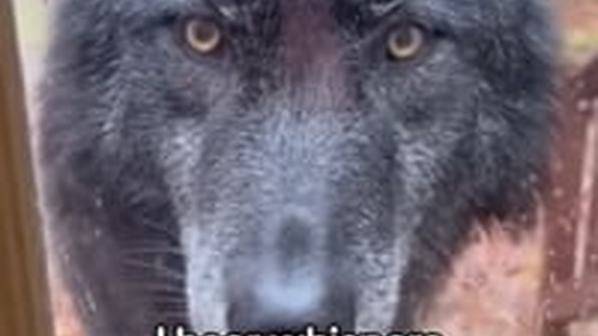 N2005035_I Rescued a Baby Wolf #wolf #rescue #puppy #wholesome