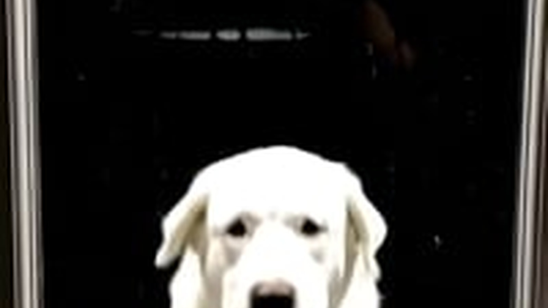N2005041_I Rescued a Puppy of Abandoned Labrador Dog #animals #wholesome