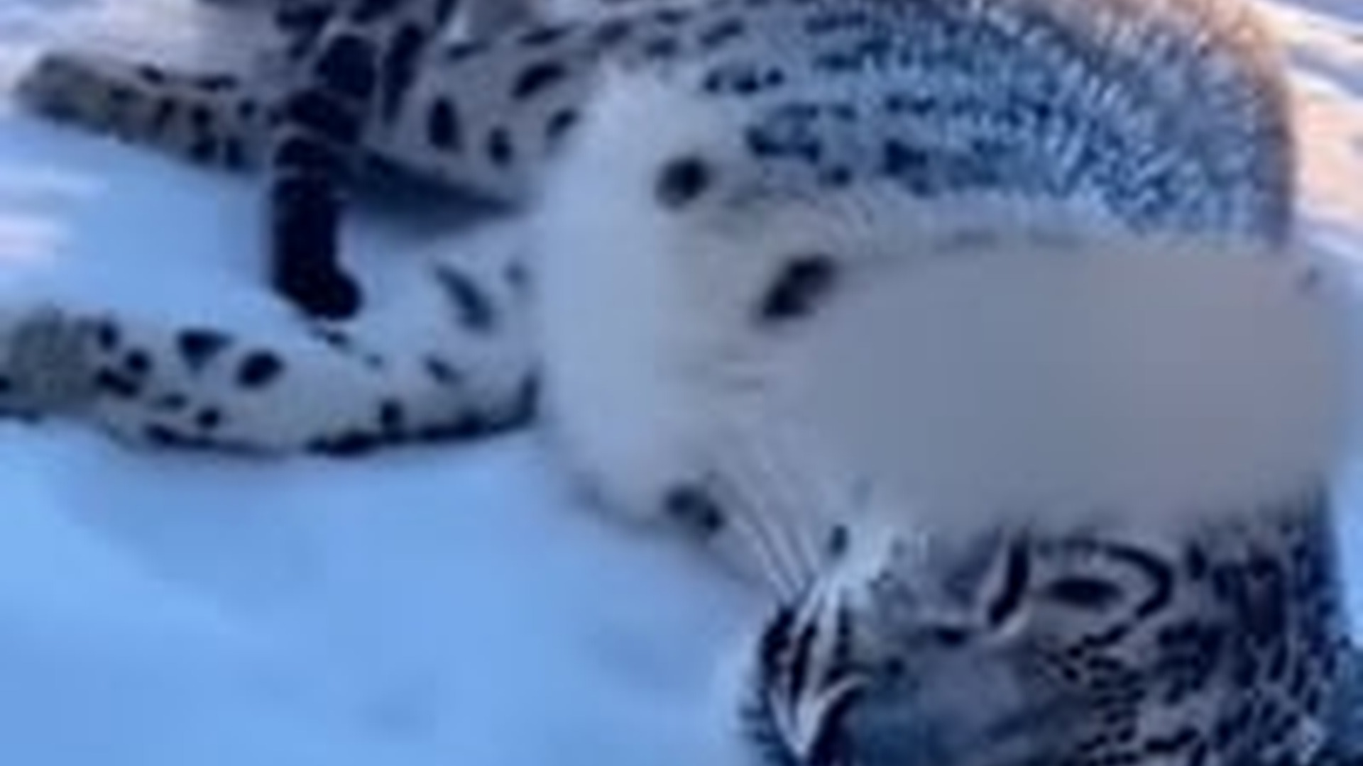N2005042_I Rescued a Snow Leopard Was Froze Dying Due To Extreme Cold