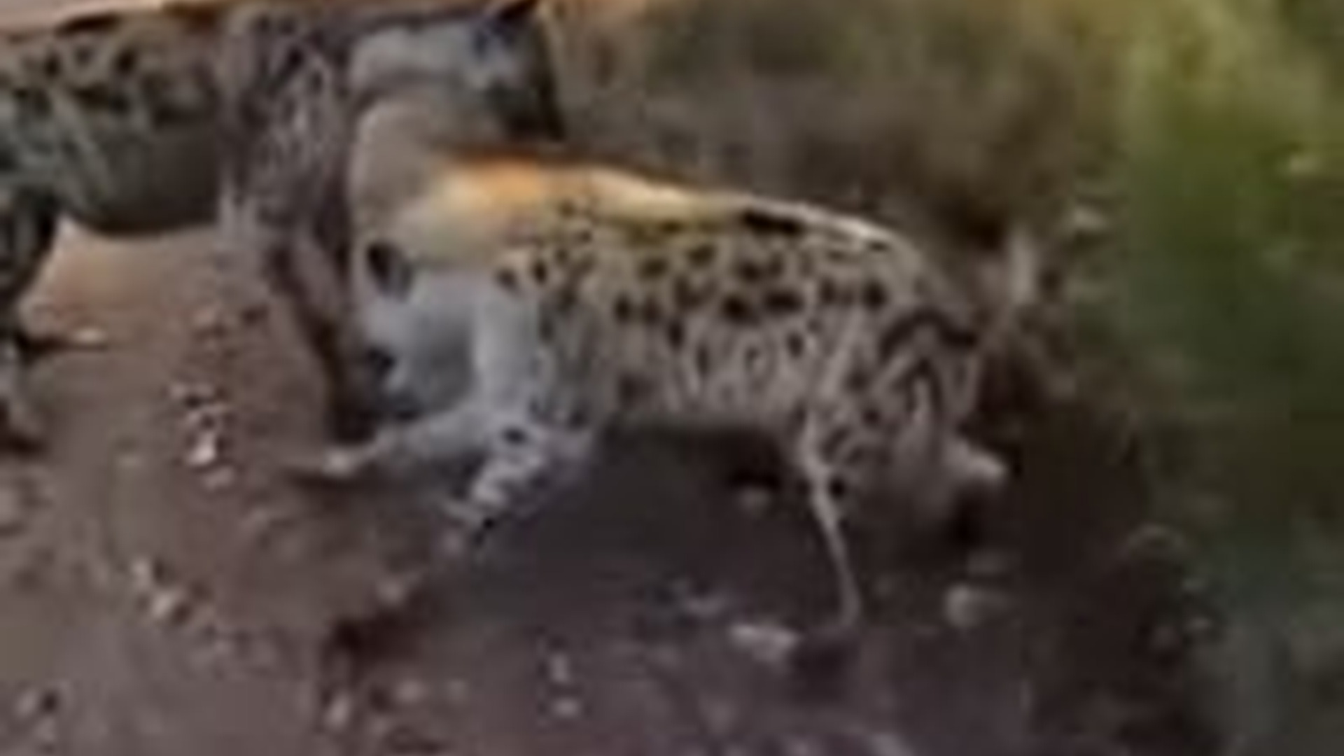 N2005044_I Rescued a Trapped Baby Lion Hyenas #animals #wholesome #animal