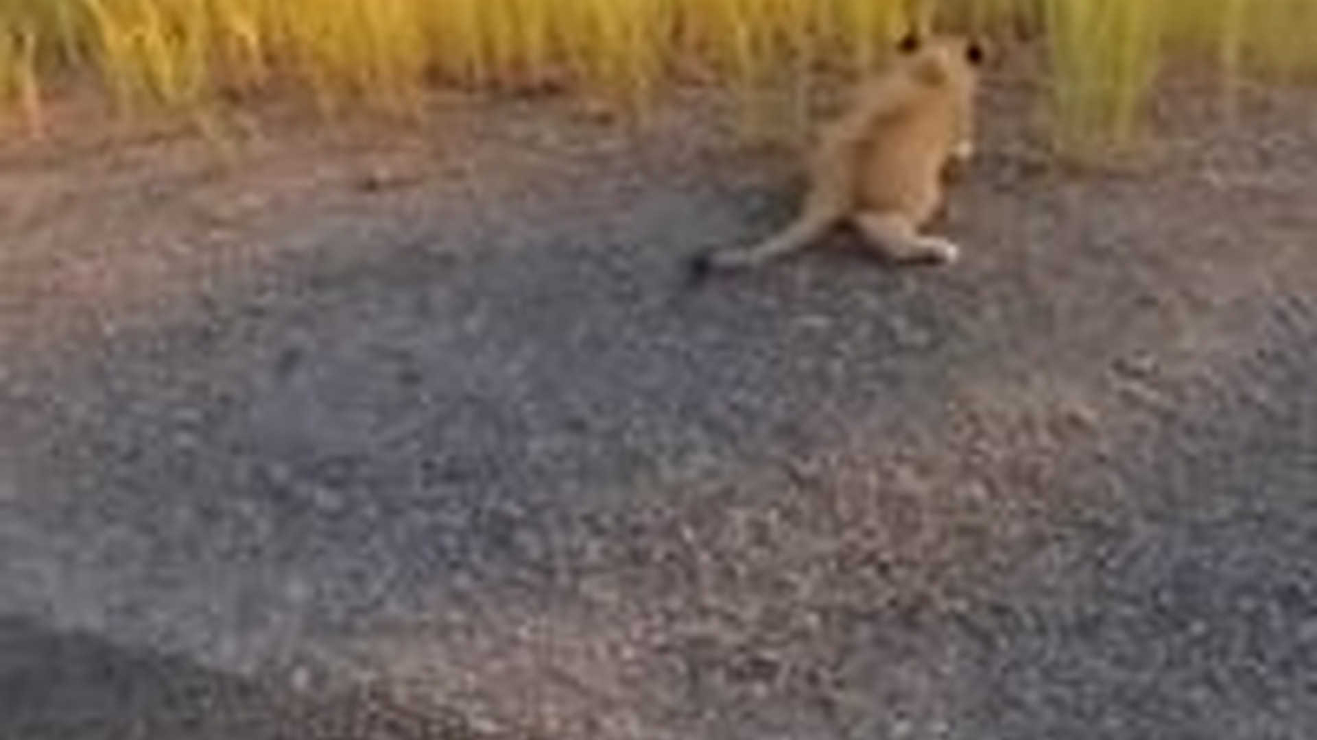 N2005048_I Rescued An Injured Baby Lion Middle Of Road #animals