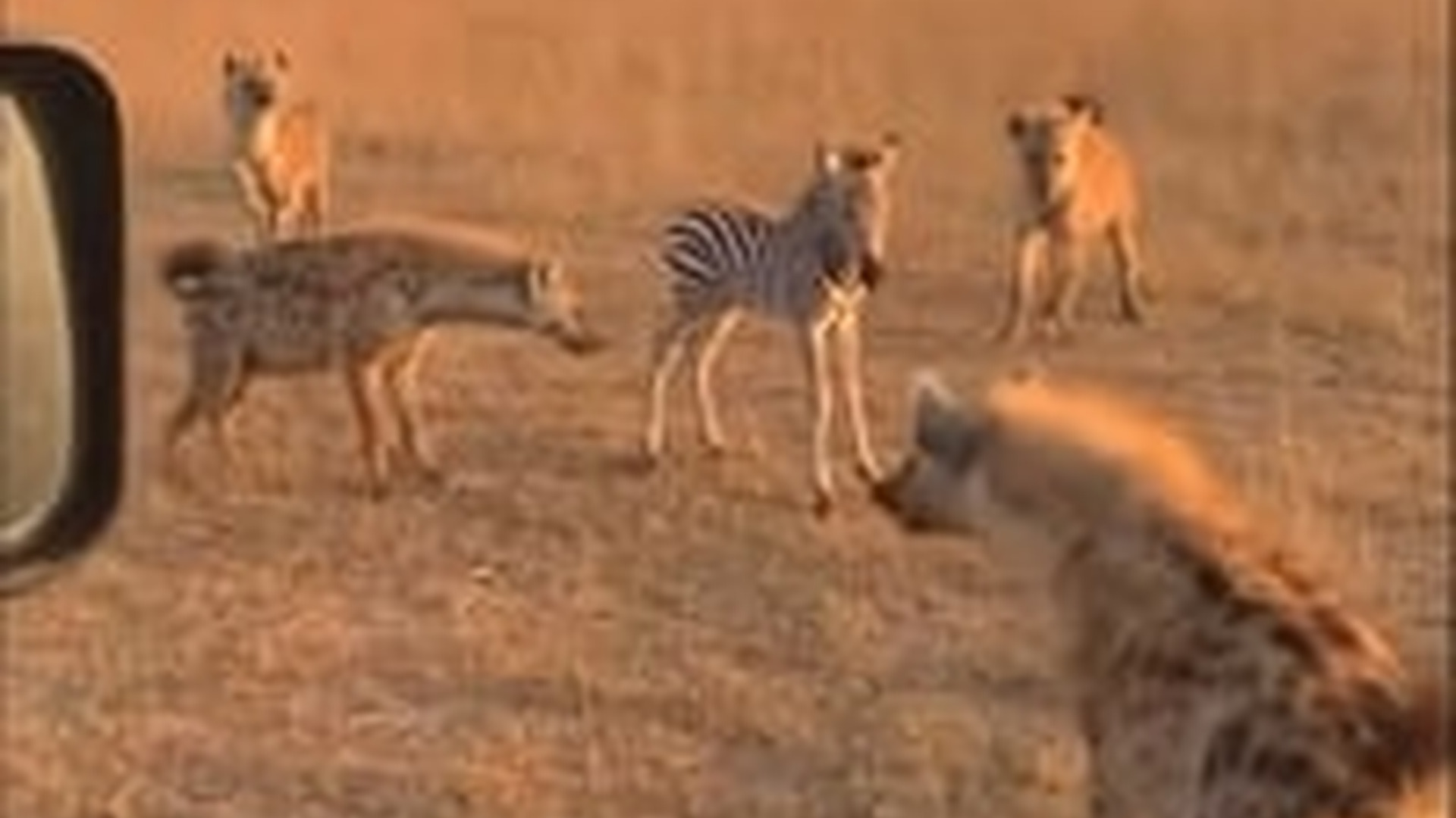 N2005049_I Rescued Saved A Baby Zebra Hyenas #zebra #rescue #cub #who