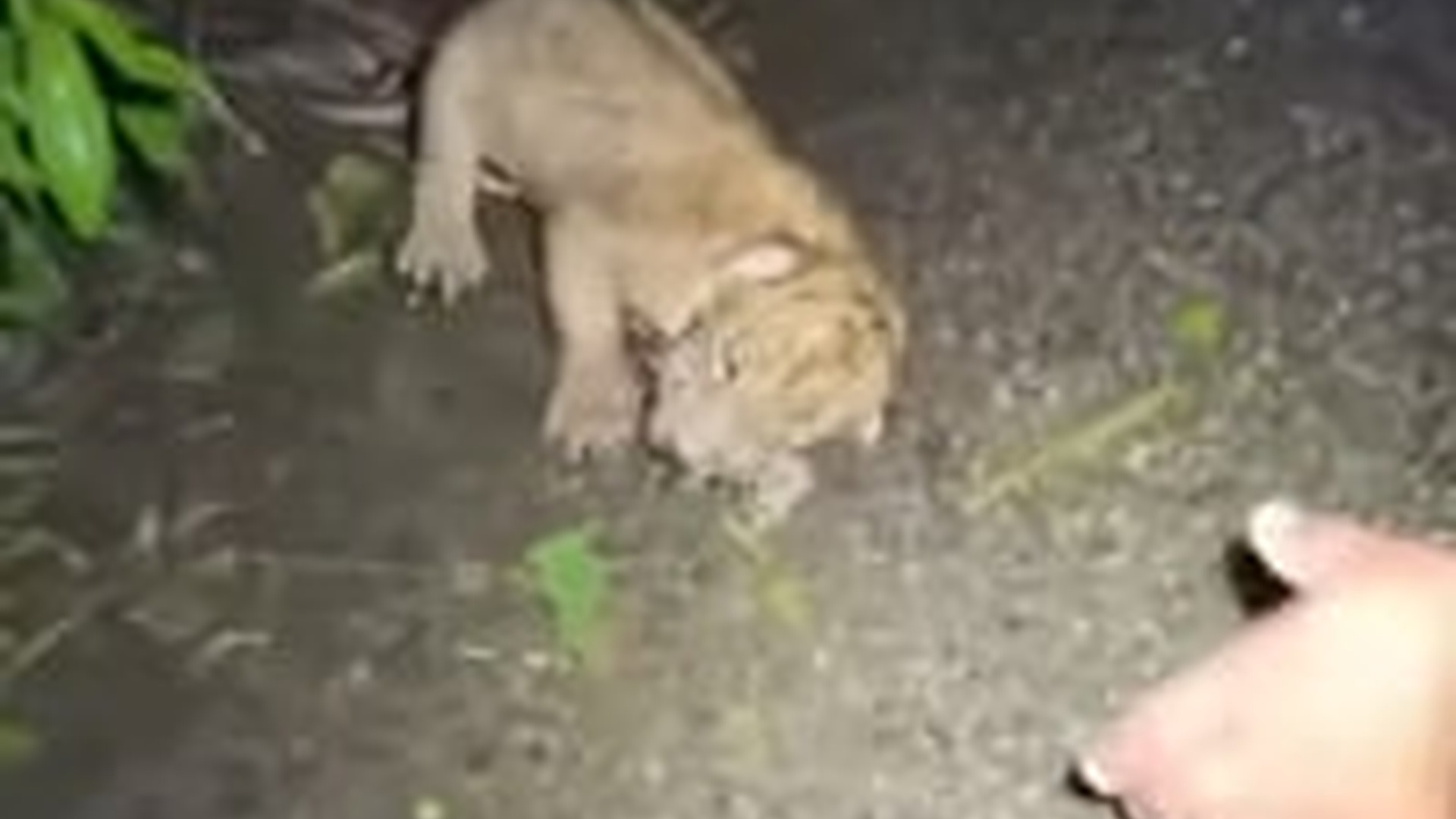 N2005050_I Saved a Baby Lion #lion #rescue #wholesome #cub
