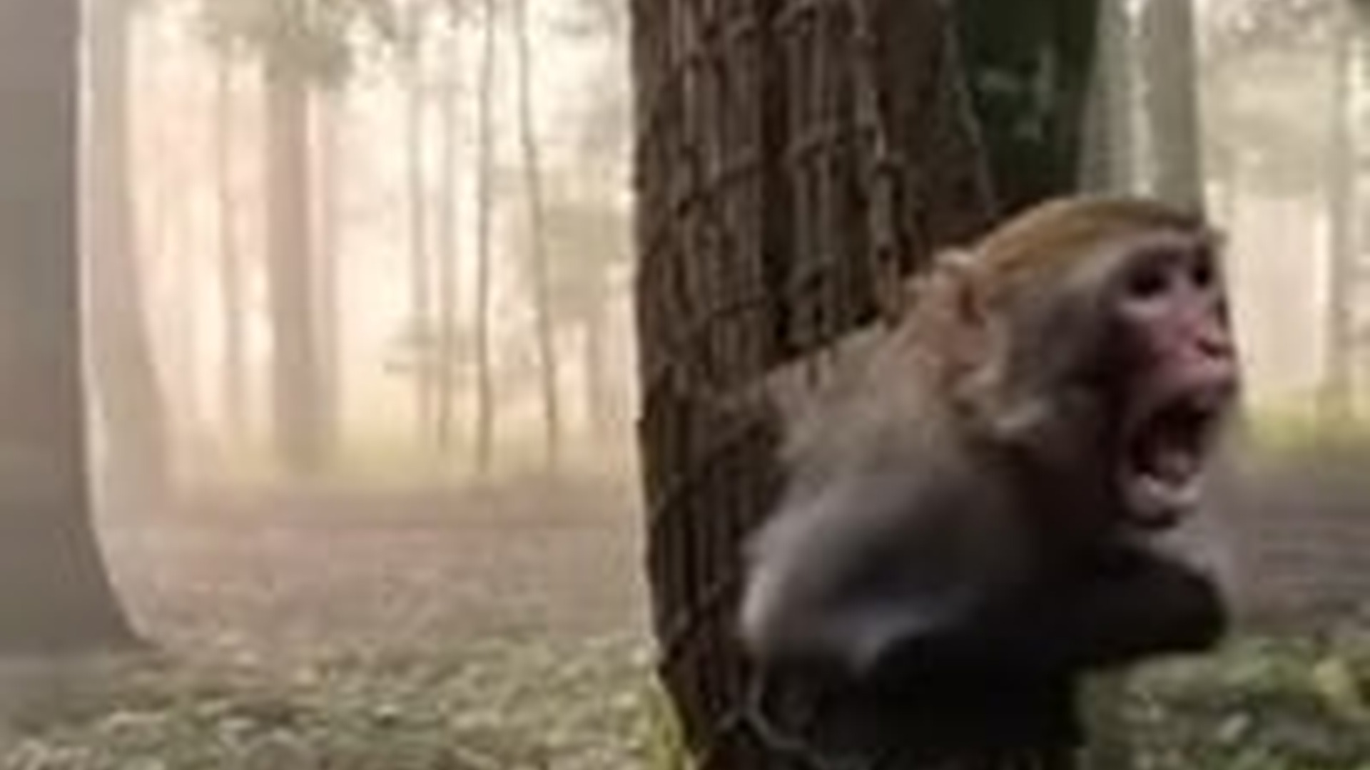 N2005056_I Saved a Trapped Monkey a Hunter #animals #wholesome #animalres