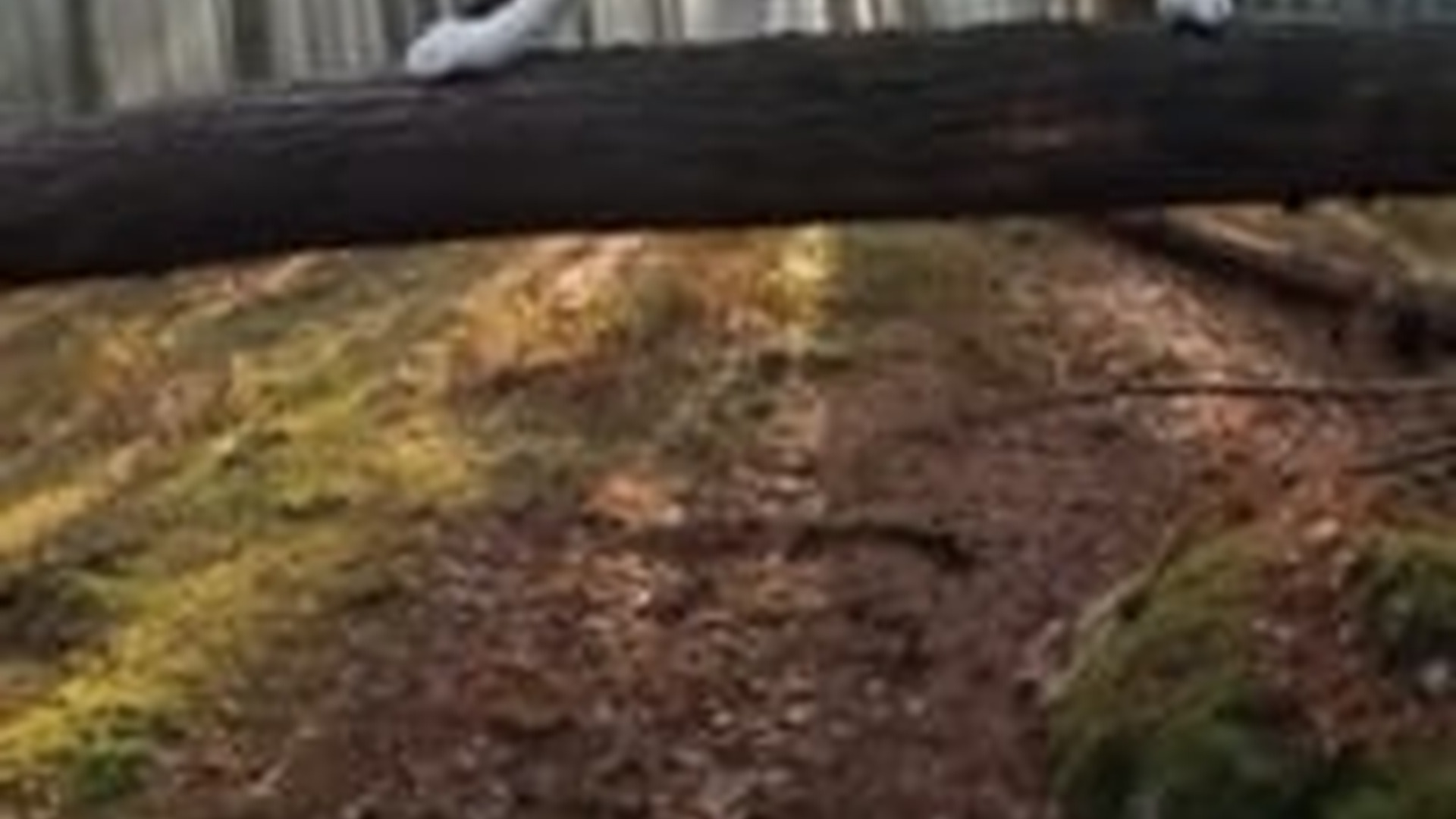 N2005057_I Saved a Wolf Panthers, Later He Saved Me #animals #wholesome