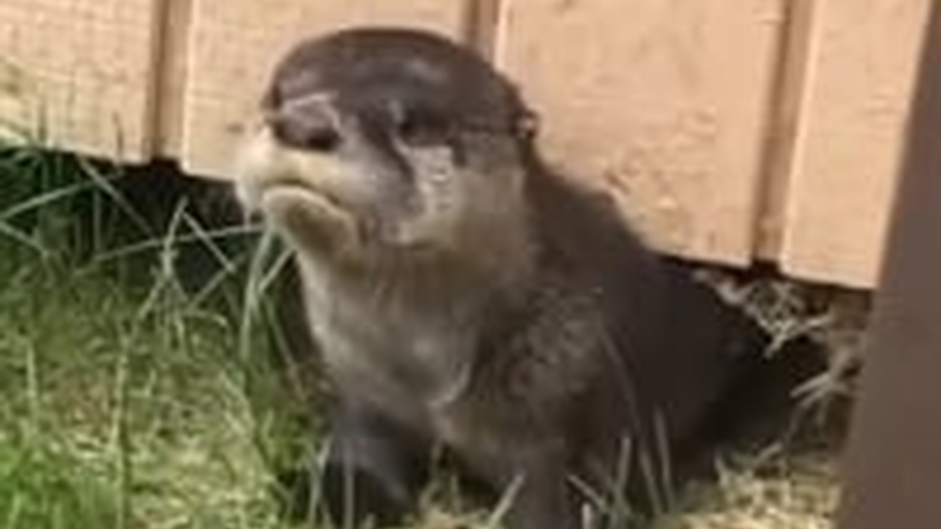 N2605046_family found a baby otter calling help then happene