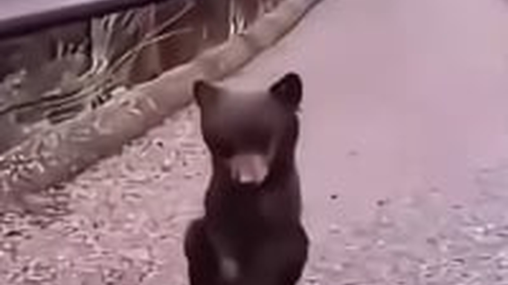 N2605048_family found a lone bear cub sitting by itself on road t