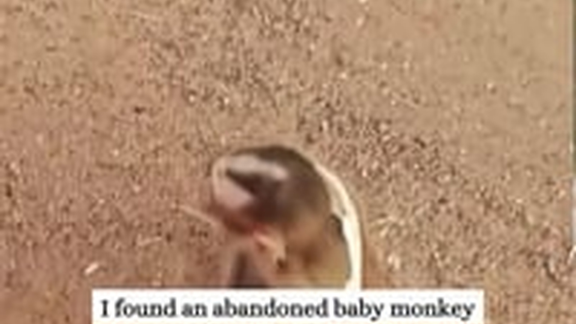 N2605109_Rescue a baby monkey was abandoned then #rescue #fyp #ani