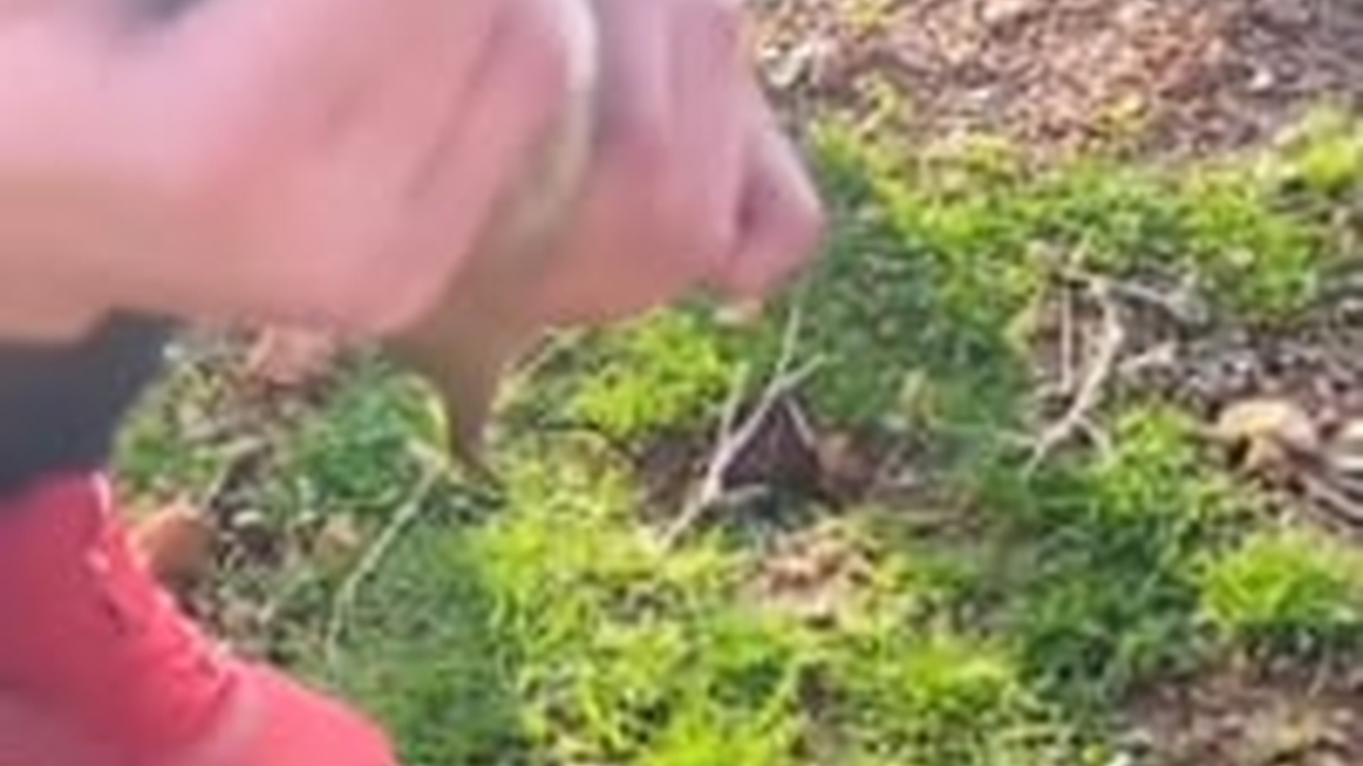 N2605110_Rescue a baby wolf #animalshorts #shortvideo #animalrescue #animal #a
