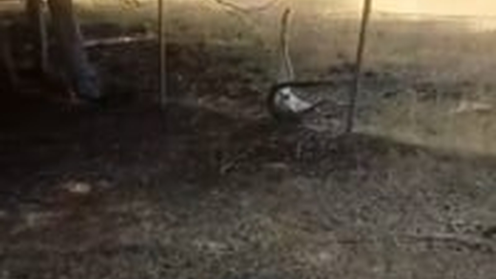 N2605111_Rescue a kangaroo stuck in fence, then #animalshorts #shortvideo