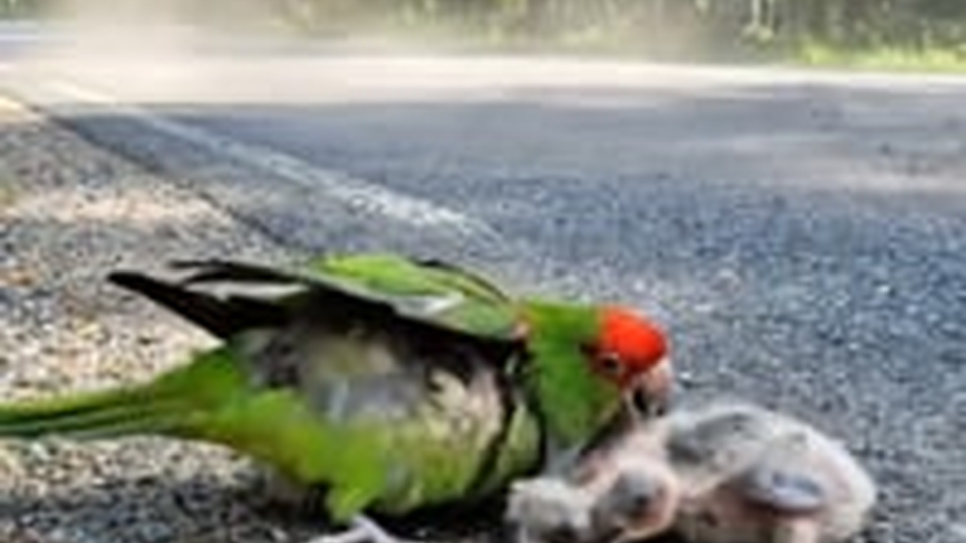 N0606011_K Rescuing an injured mother parrot on roadside, while her baby crie