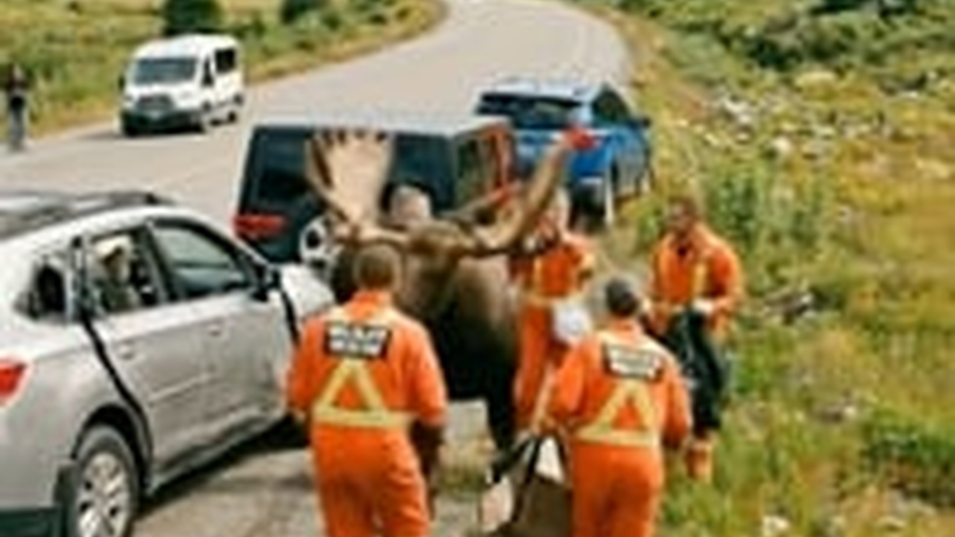 N0606013_K A male moose suddenly became aggressive, charging at damaging a pa