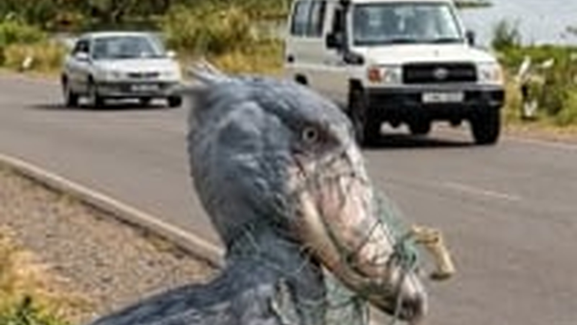 N0606058_A shoebill trapped in a net walked onto a main road seeking help two kind people saved its life