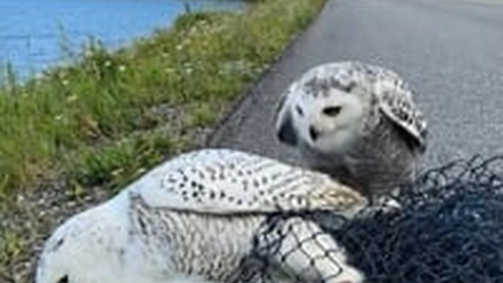 N0606027_K mother snowy owl is trapped in a net, owlet doesn t leave s