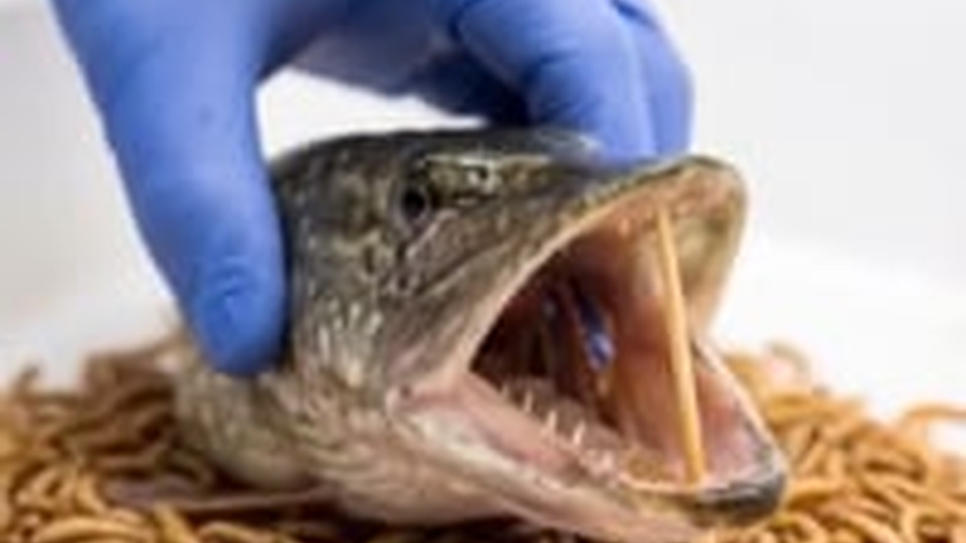 N0606028_Hour Timelapse Mealworms vs. Fish Head Incredible Transformation!