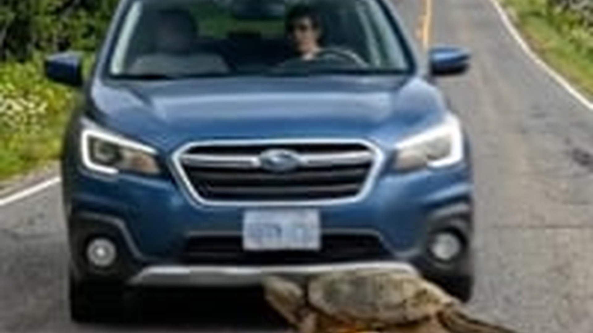 N0606030_K A turtle lay helpless after an accident by roadside, seemingly wit