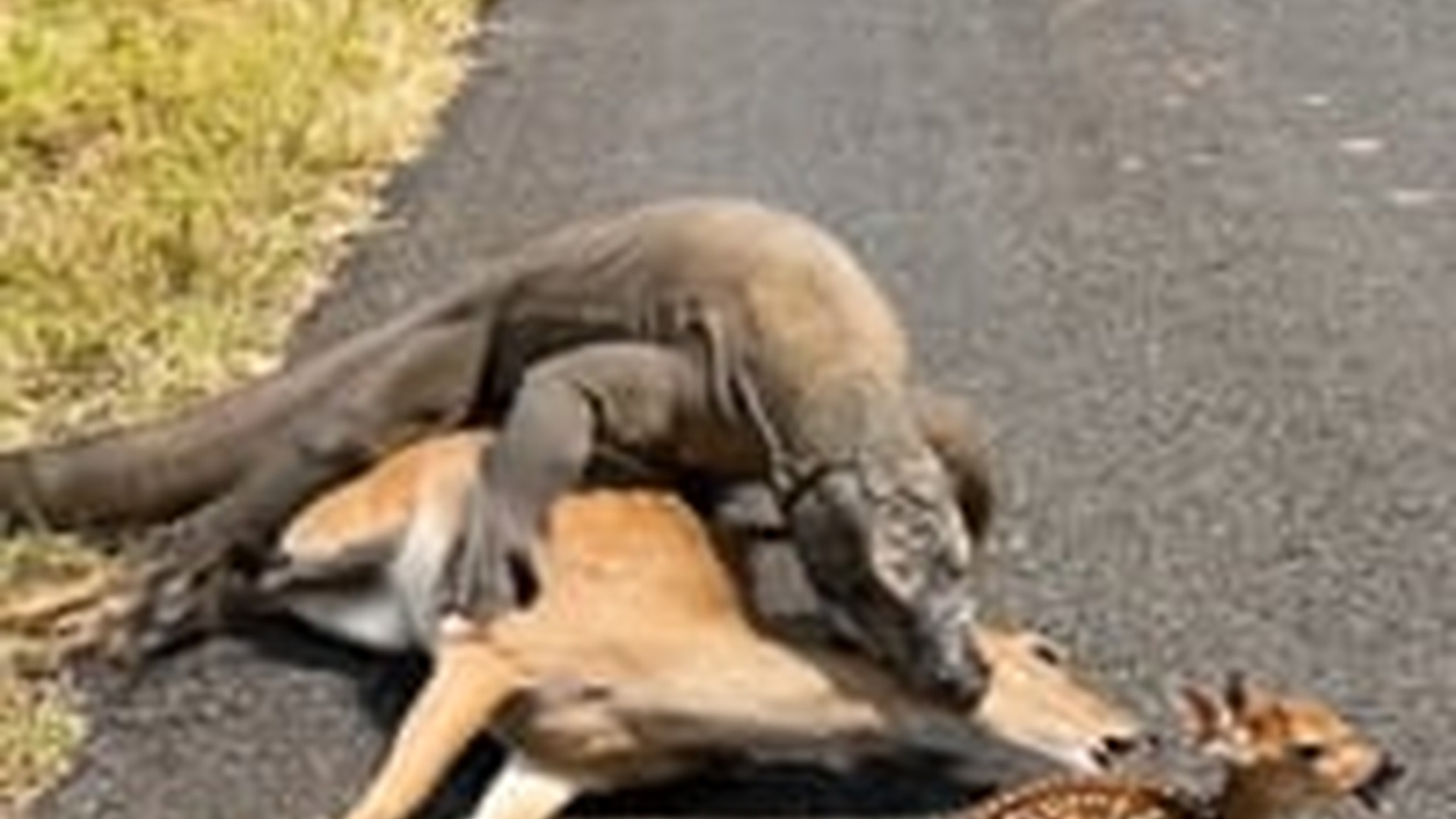 N0606033_A brave man rescued a mother deer was being attacked by a large monitor lizard on roadside