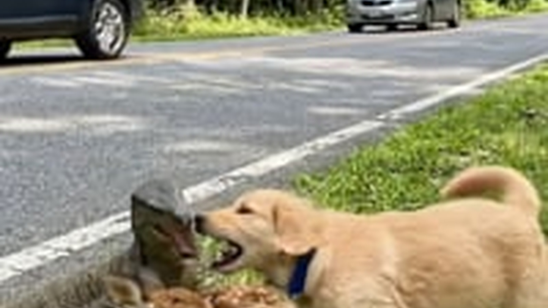 N0606034_A brave puppy called help to save a fawn being attacked by a large python by forest roadside
