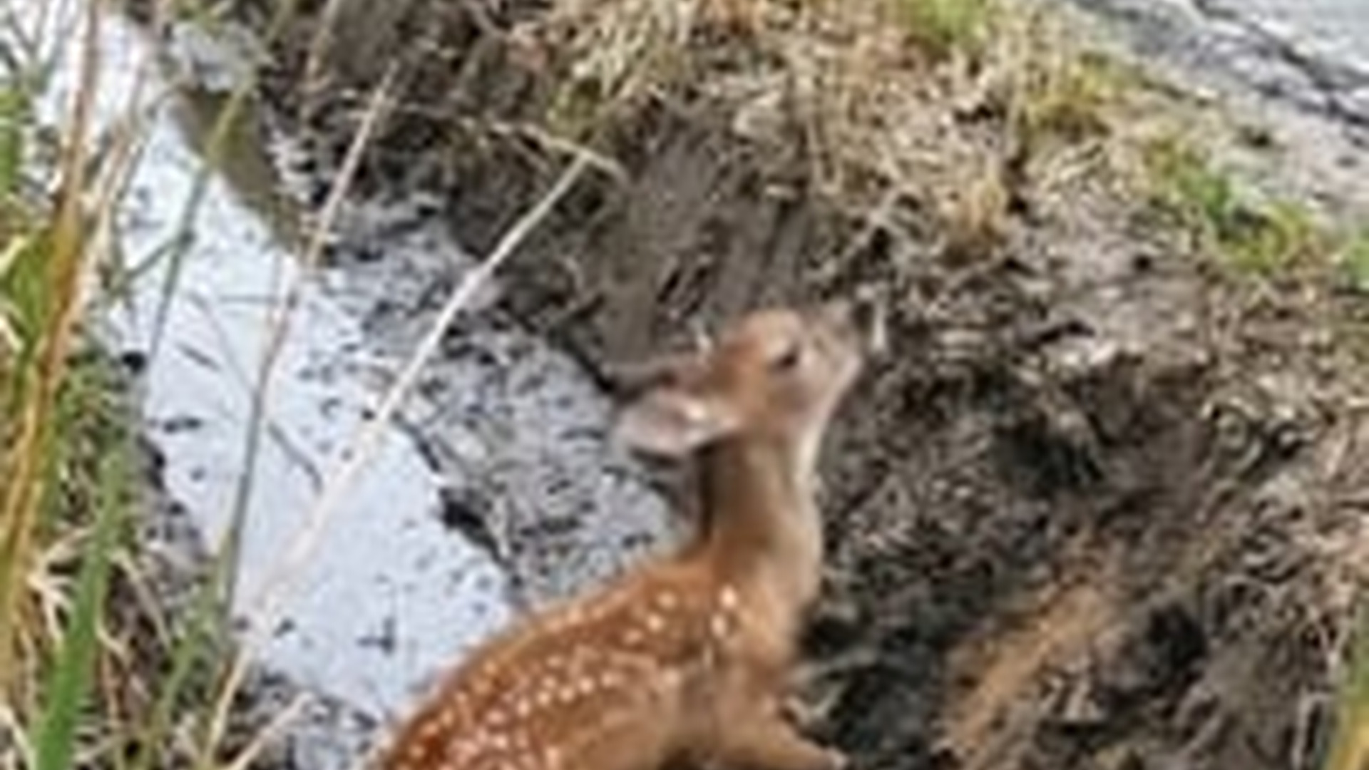 N0606036_A fawn trapped in a muddy pit, a wolf suddenly attacks a man appears just in time