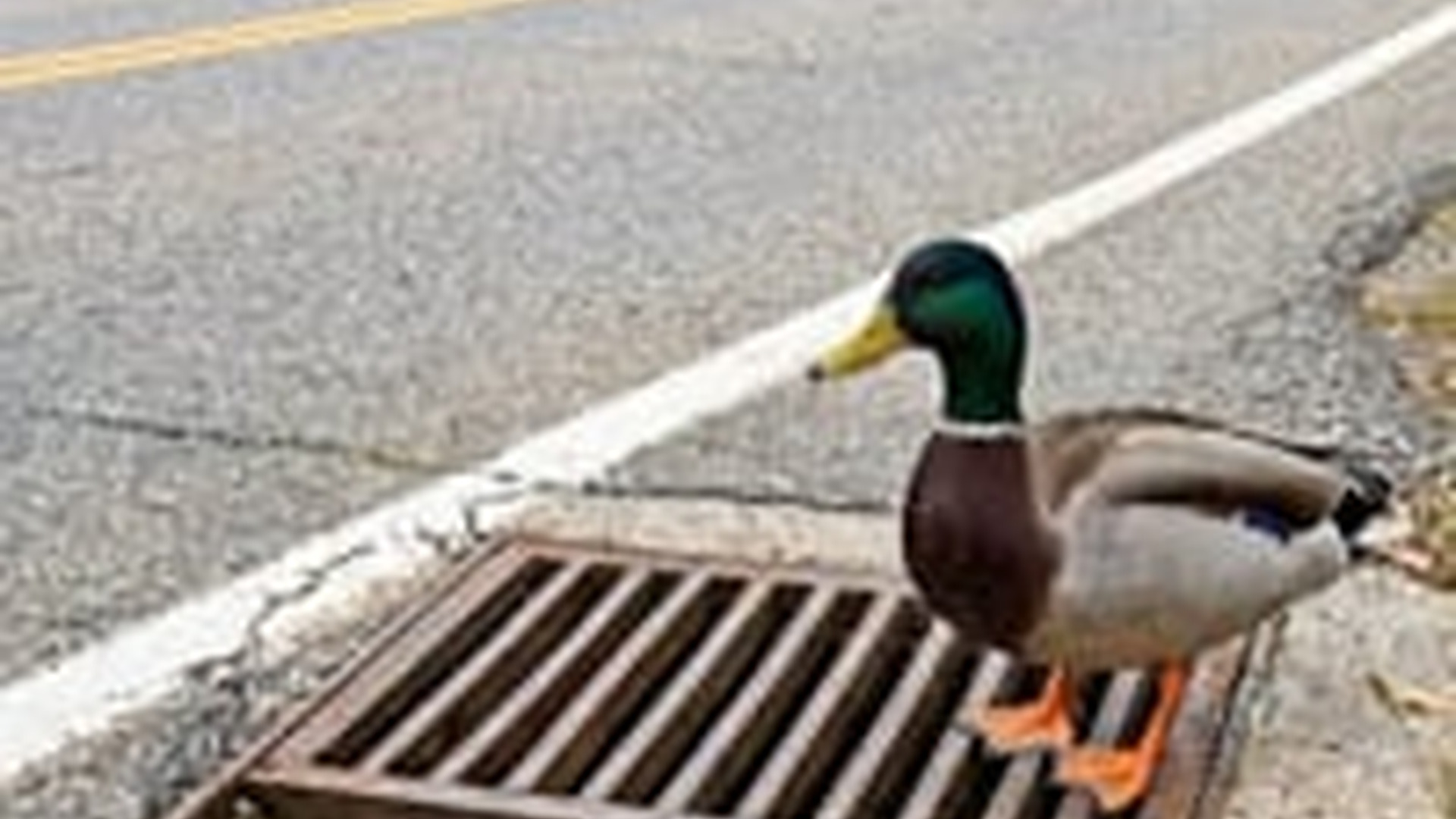 N0606037_A group of ducklings fell into a drain just in time, a woman stepped in to save them