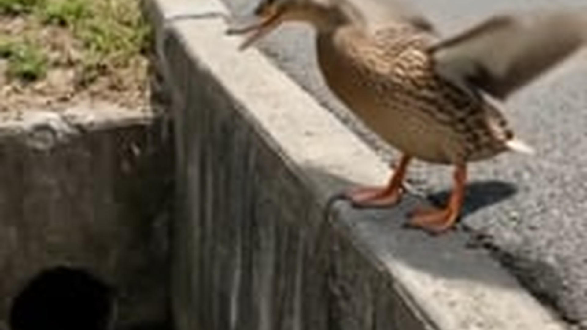 N0606038_A group of ducklings fell into a roadside canal while their mother stood on bank, crying out. Sh
