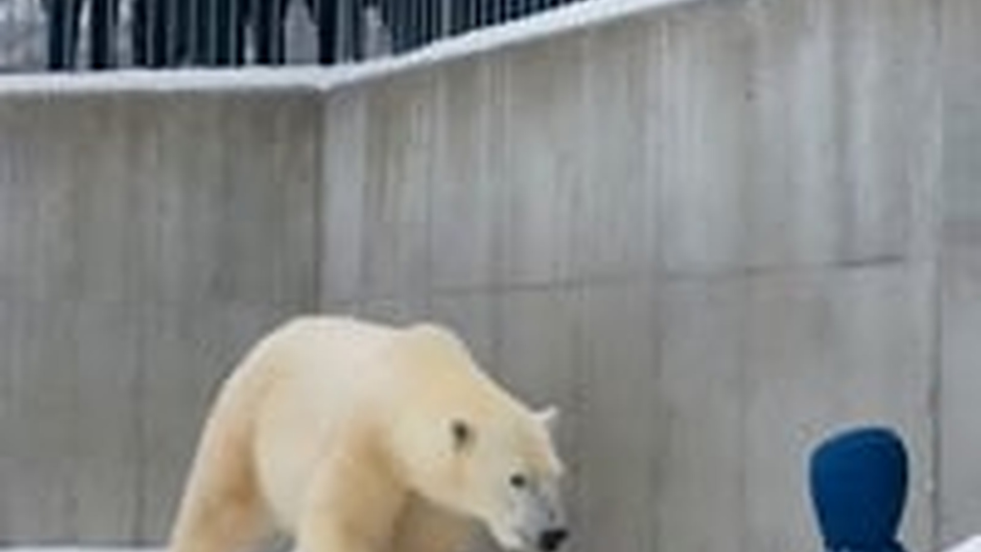 N0606039_A Heart Stopping Moment Polar Bear Did Unthinkable