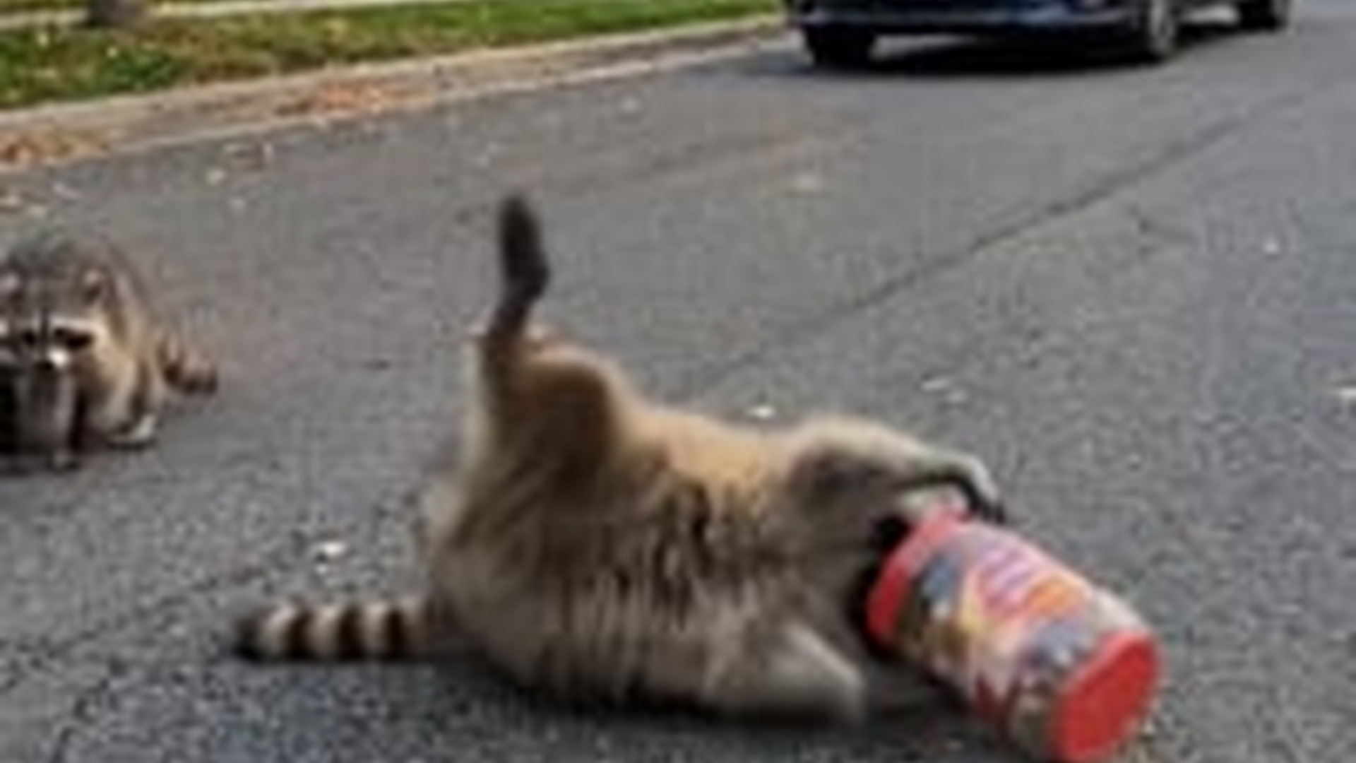 N0606041_A kind act Rescuing a mother raccoon in middle of road while her babies wait nearby