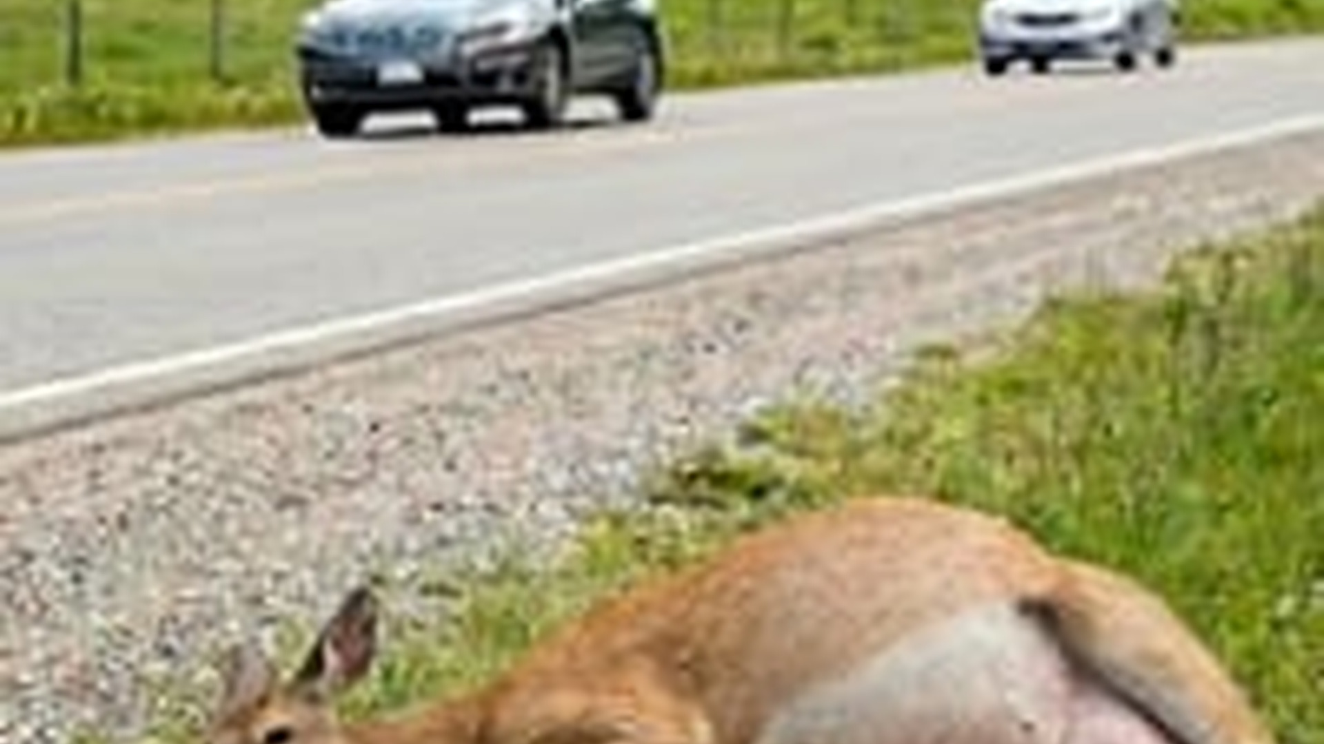 N0606055_A pregnant White tailed deer lying by roadside, breathing heavily journey to being resc