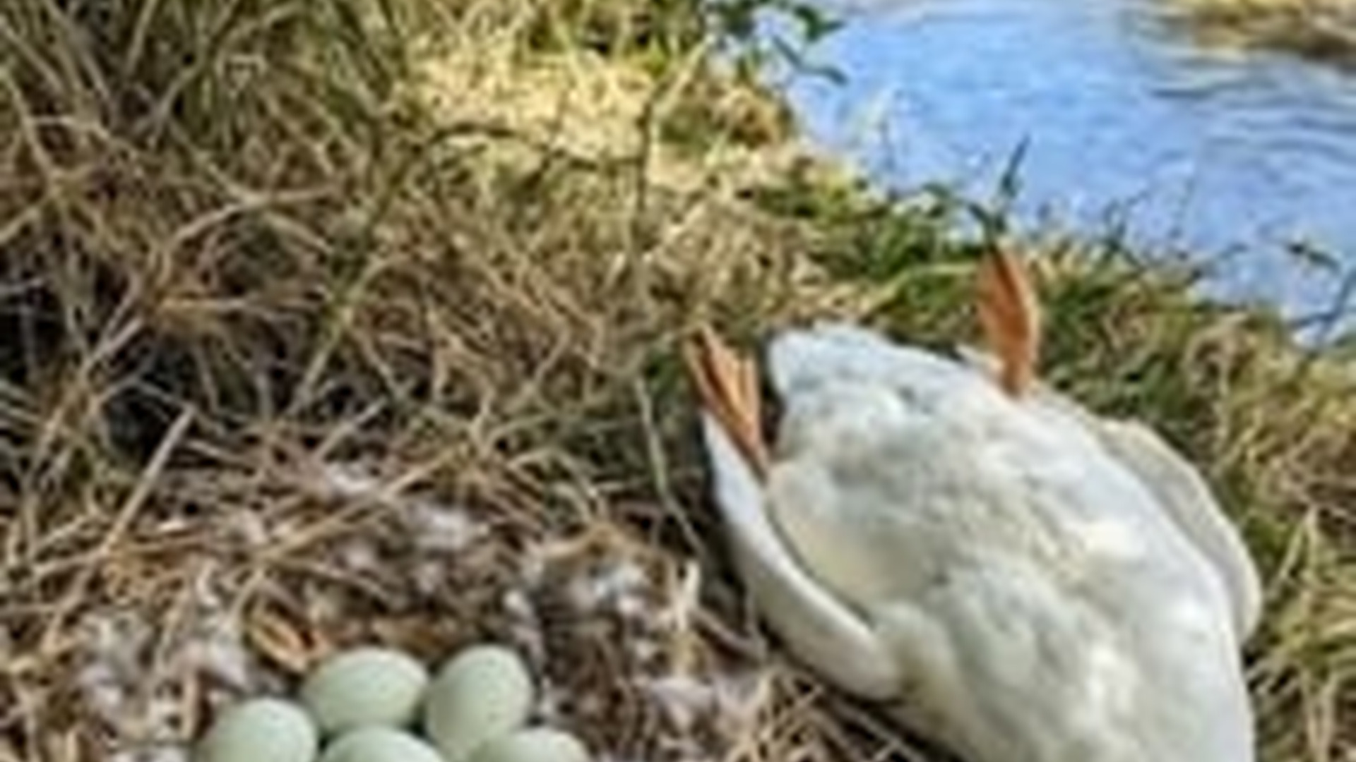 N0606100_Miraculous Motherly Love A White Hen Saved Poor Ducklings After They Lost Their Mother
