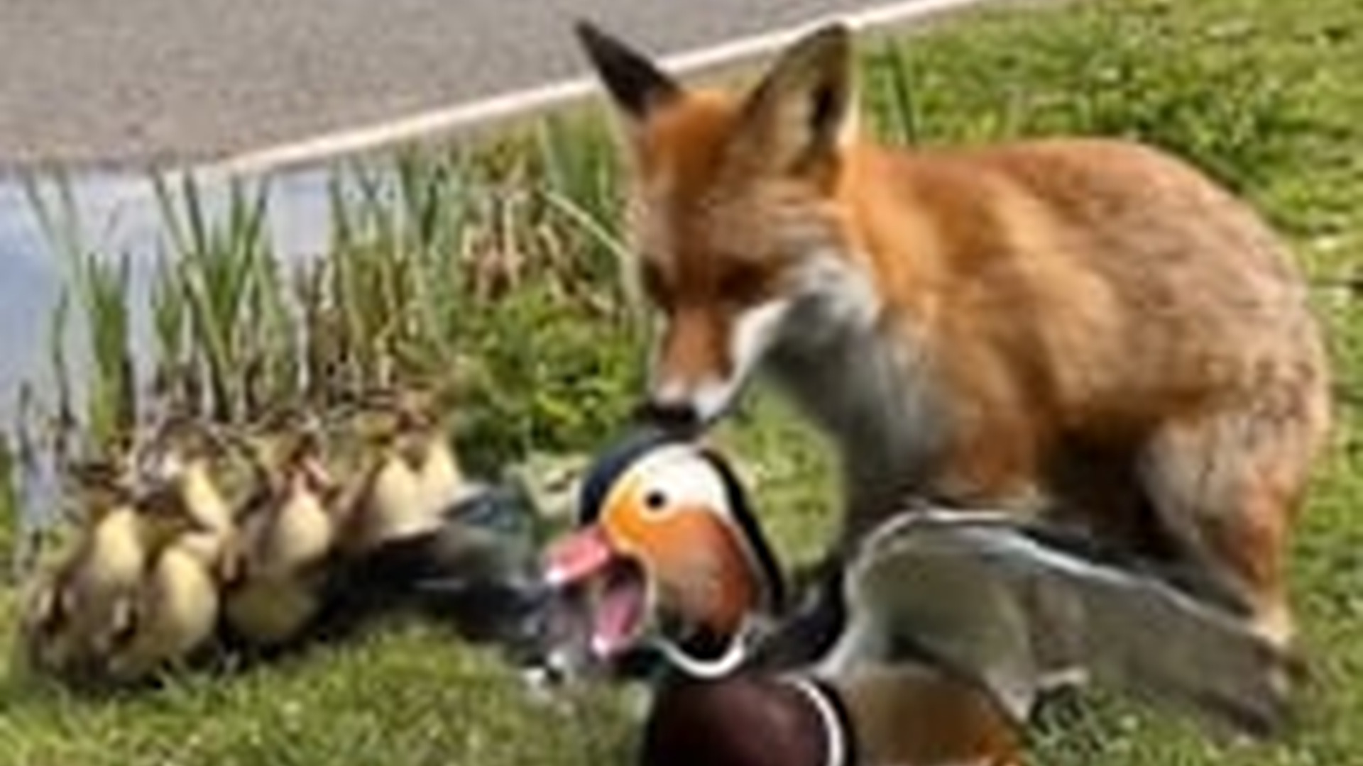 N0606099_mandarin duck was pinned down by a red fox, but luckily a woman arrived just in time to rescue i