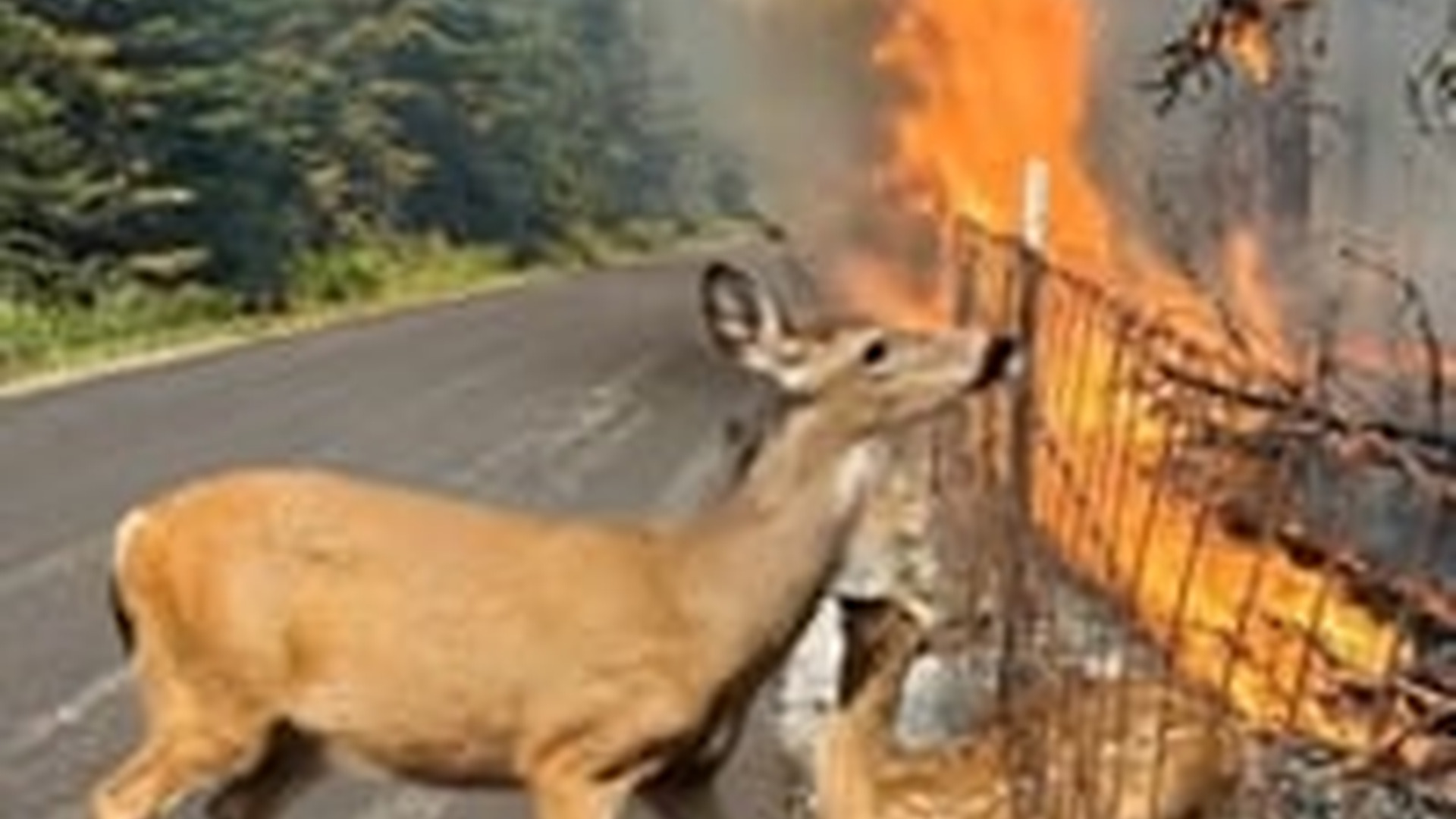 N0606062_Amid a sea of flames A mother deer helplessly watches her baby a miracle arrives