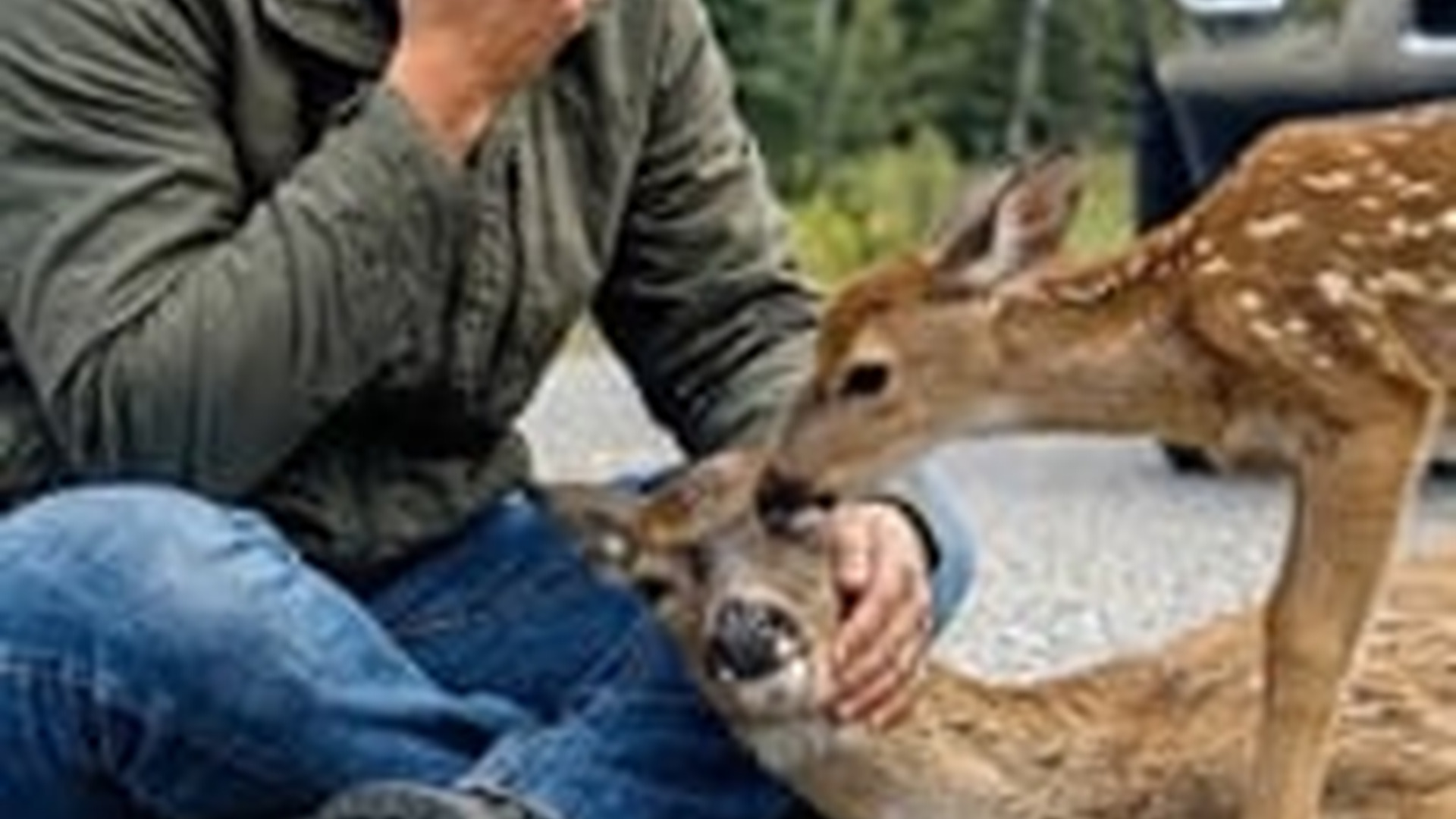 N0606065_baby deer missed its mother so much it stopped eating, man s action touched everyon