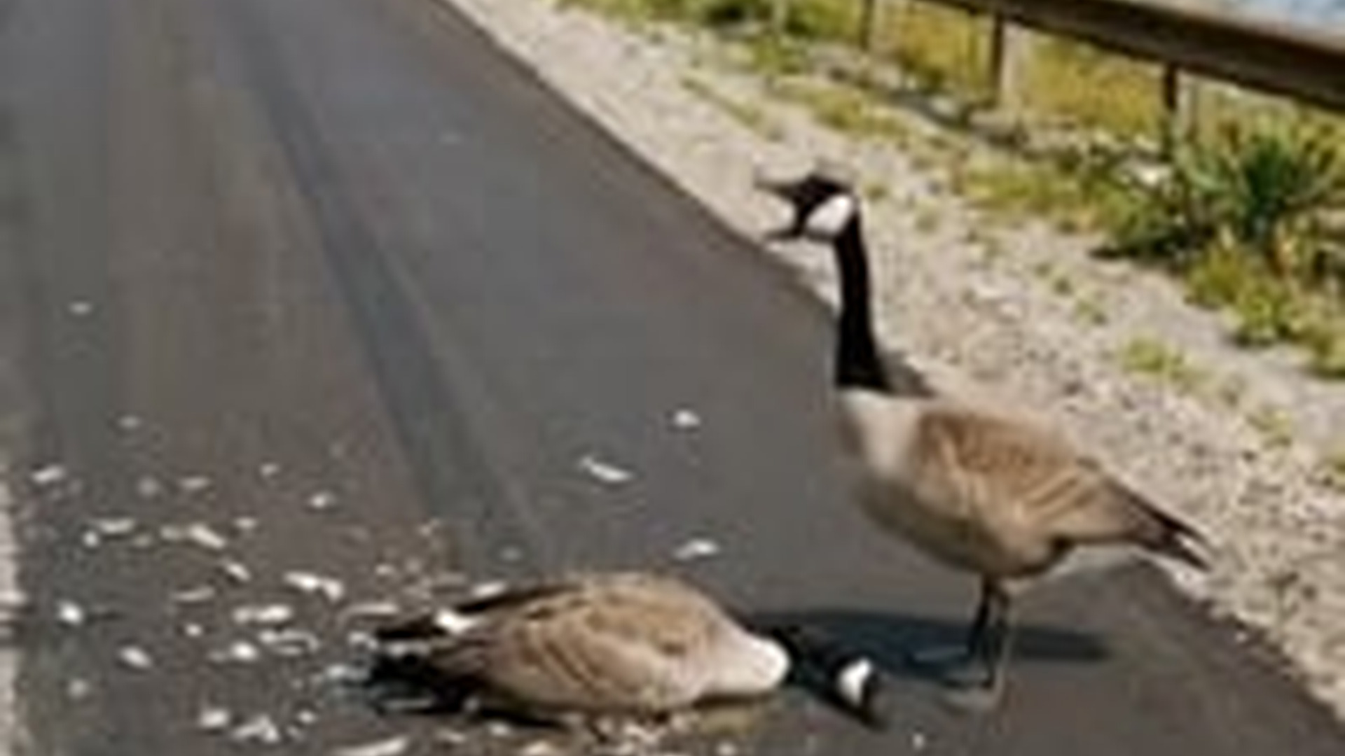 N0606075_female Canada Goose was injured, male refused to leave her side
