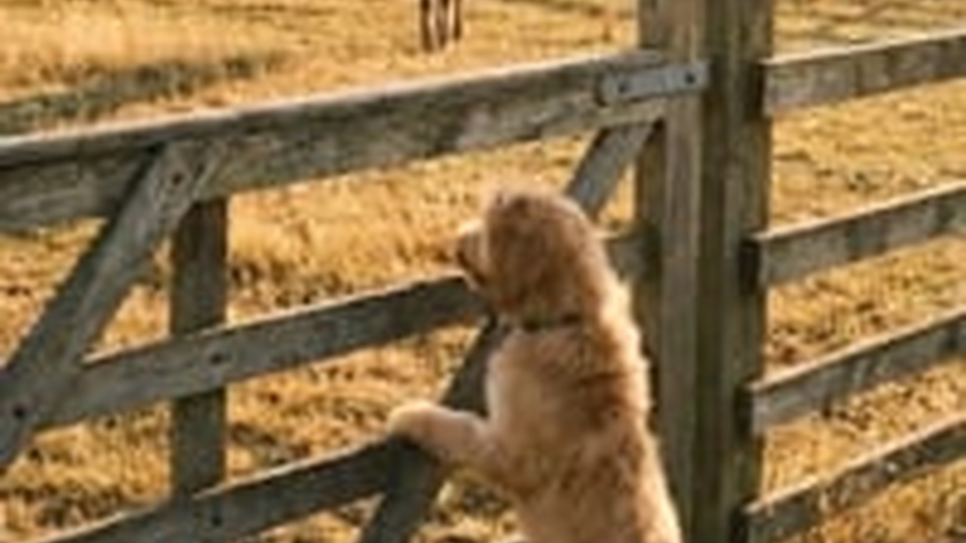 N0606076_friendship between dog sheep after a long time apart