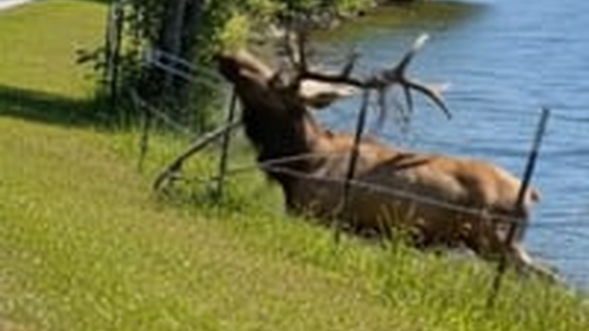N0606078_heart stopping rescue of an elk left everyone on edge