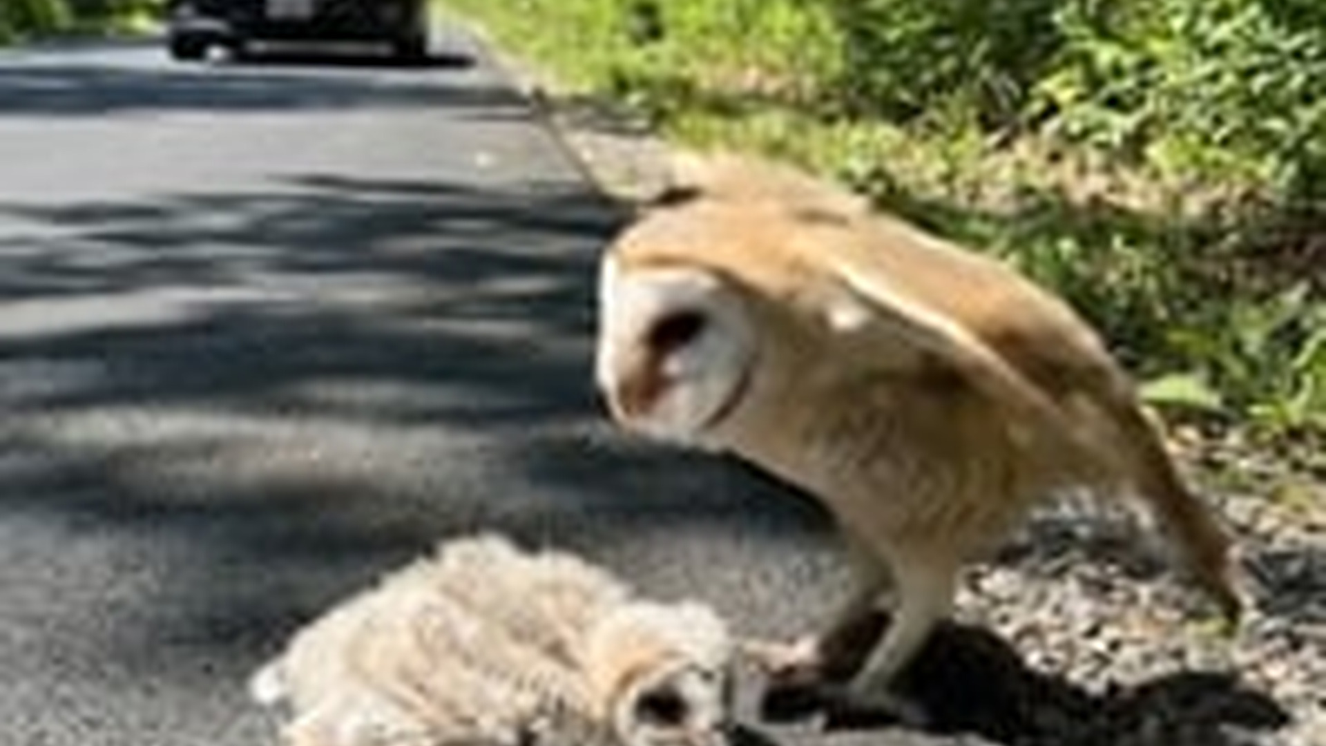 N0606086_kind man rescued injured mother owl her baby owl by roadside