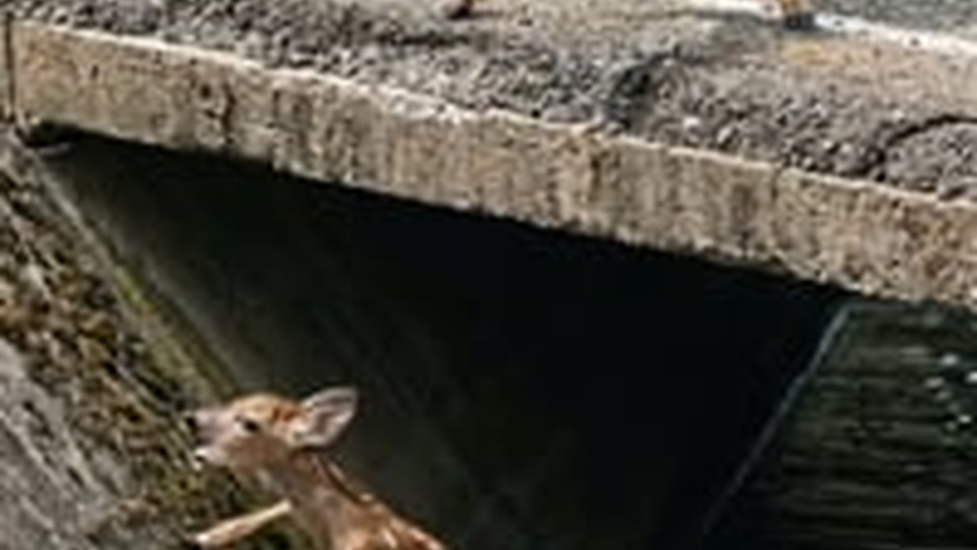 N0606087_kind man stopped his vehicle to rescue a fawn trapped in a deep canal