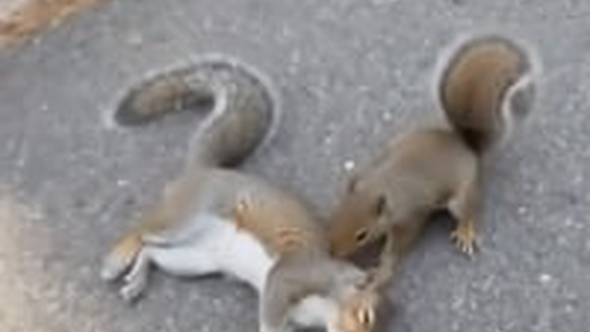 N0606092_Male Squirrel Desperately Tried to Wake His Companion, So I Decided to Help Something Mira