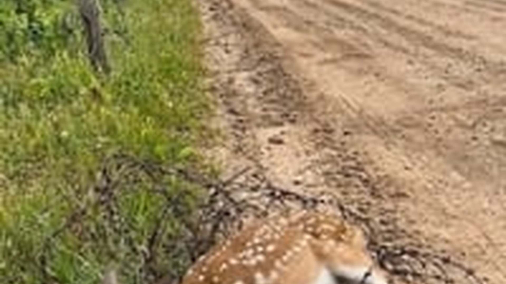 N0606097_man rescued fawn by roadside