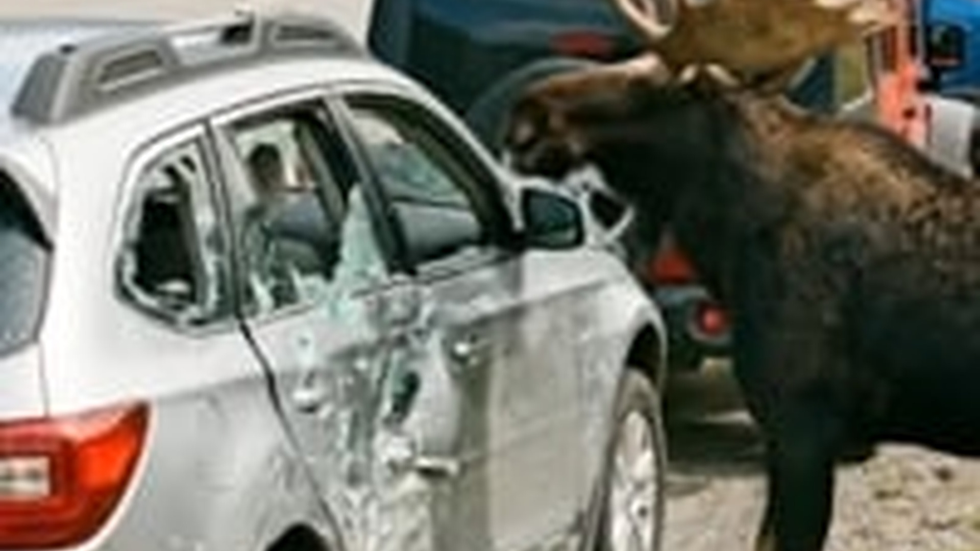 N0606104_moose went on a rampage, destroying a car until truth was revealed