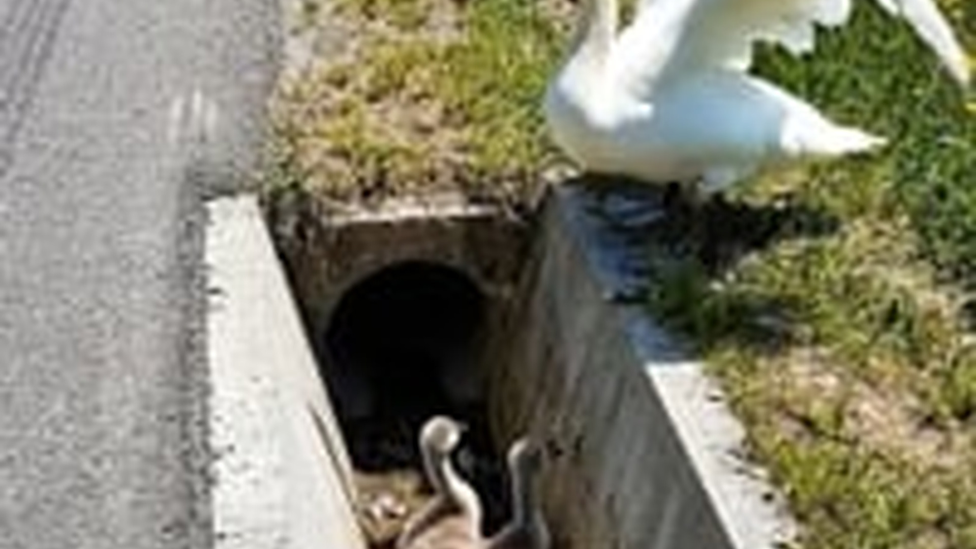 N0606121_Rescuing a baby swan trapped in a drainage ditch