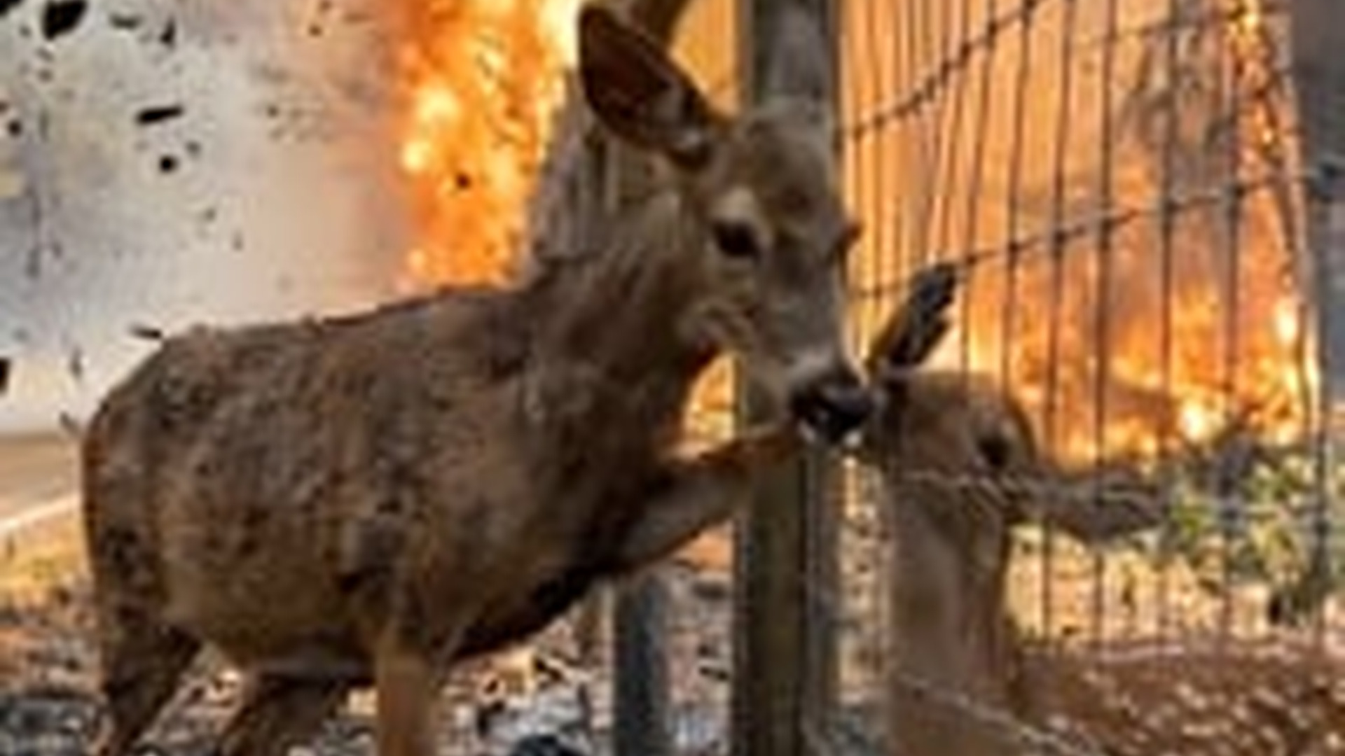 N0606128_Rescuing a fawn trapped in a wildfire mother stands by in desperation