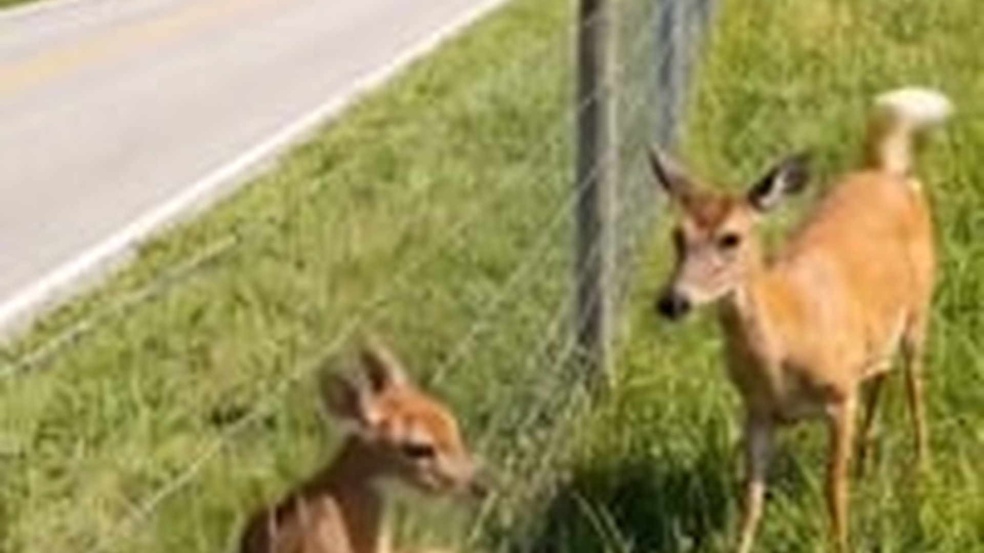 N0606127_Rescuing a fawn trapped in a fence while its mother stays by its side